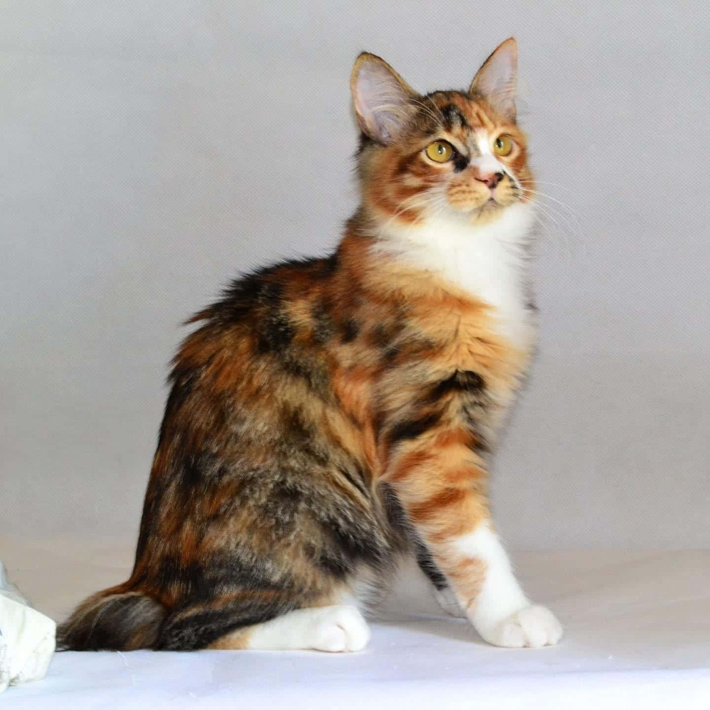 Kurilian Bobtail, calico cat, yellow eyes, HD Desktop Wallpaper