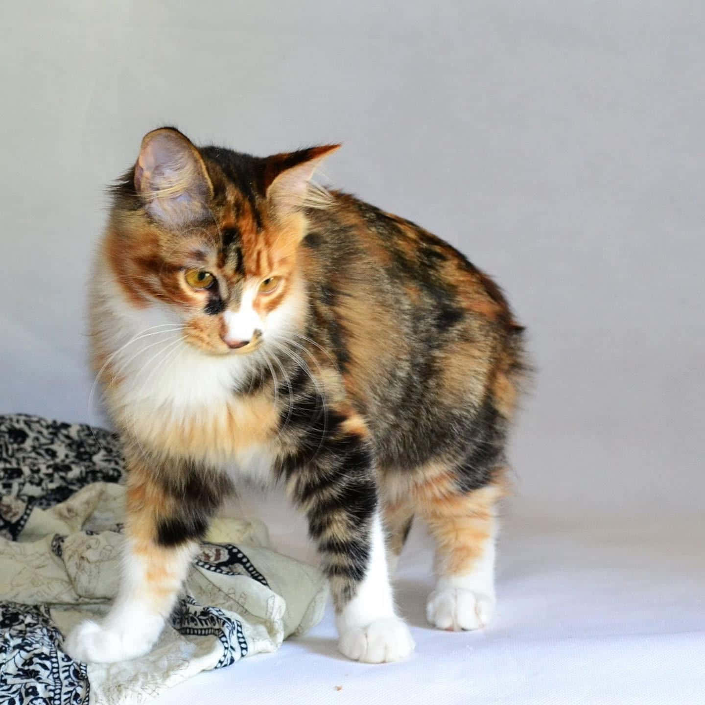 Kurilian Bobtail, calico cat, orange black and white fur, HD Desktop Wallpaper