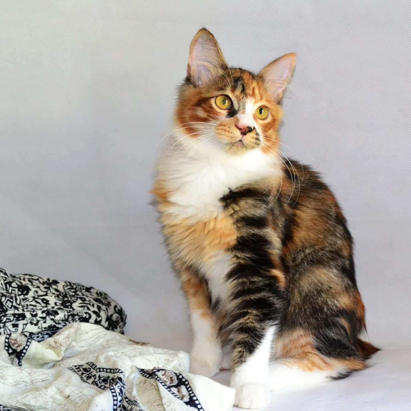 Kurilian Bobtail, calico cat, yellow eyes, HD Desktop Wallpaper