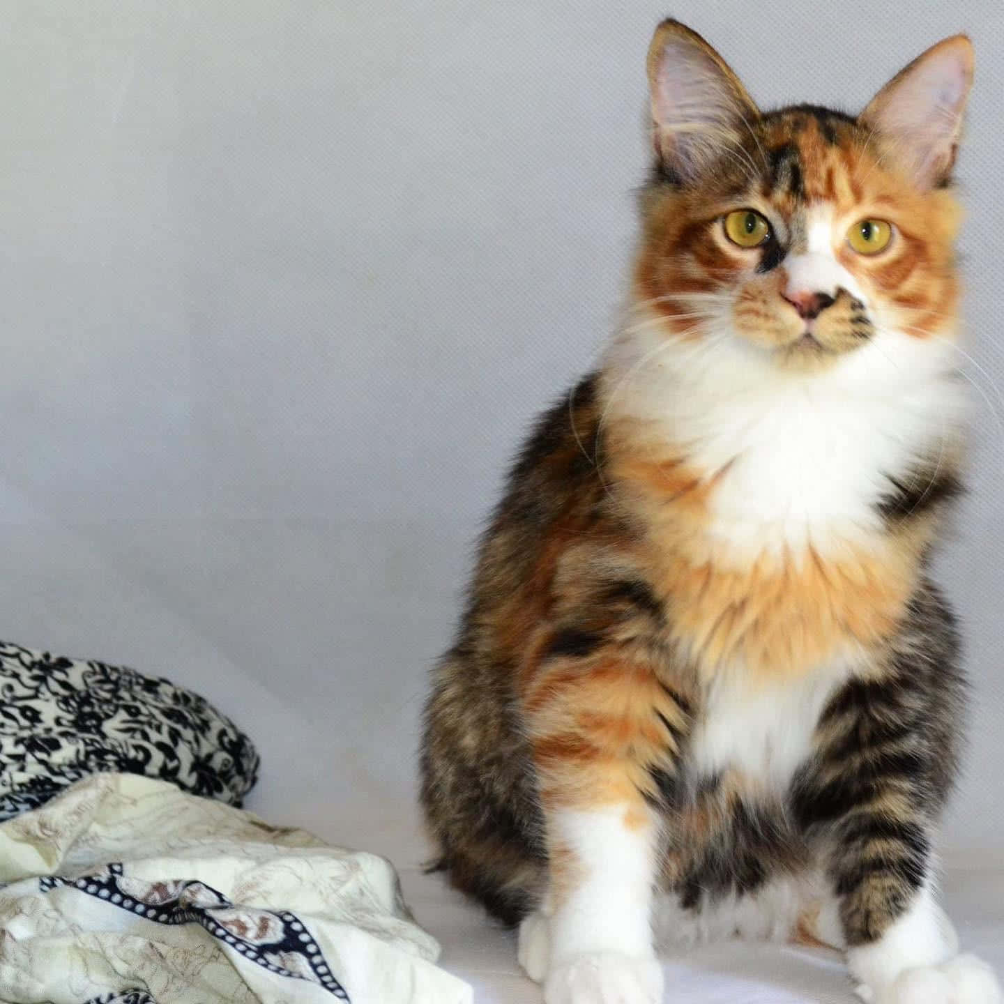 Kurilian Bobtail, calico, yellow eyes, HD Desktop Wallpaper