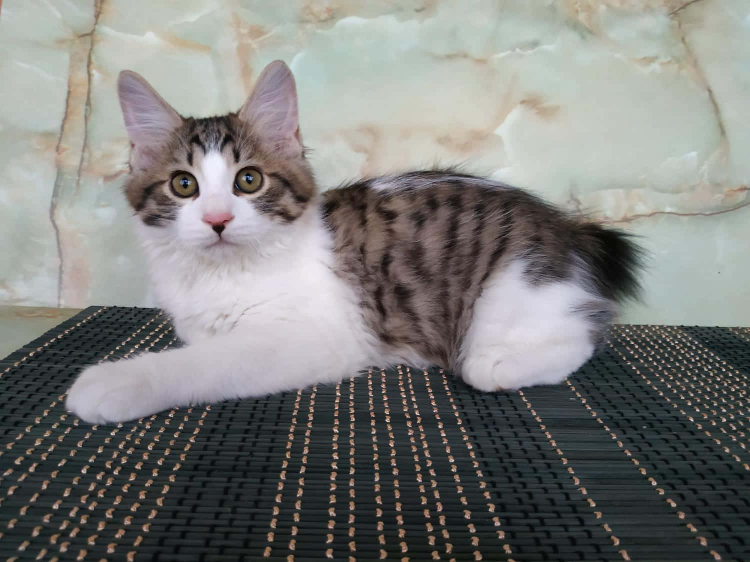 Kurilian Bobtail, fluffy tabby and white kitten, amber eyes, HD Desktop Wallpaper