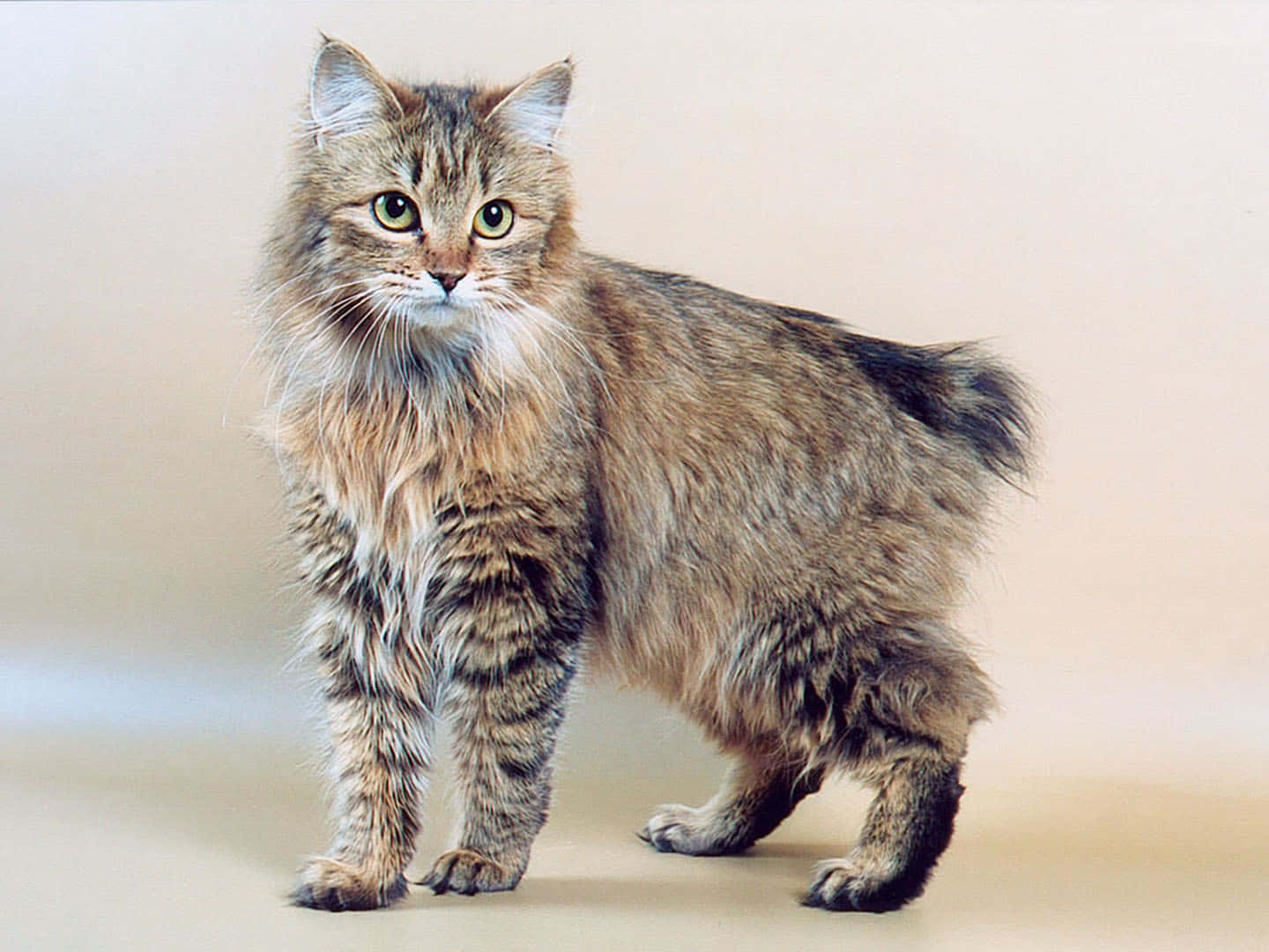 Kurilian Bobtail, fluffy tabby cat, striking green eyes, HD Desktop Wallpaper