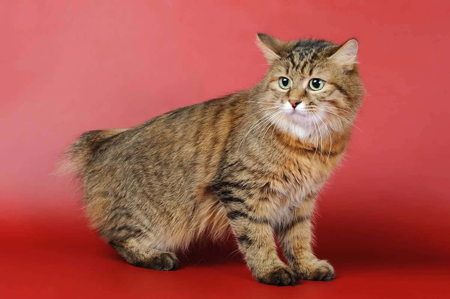 Kurilian Bobtail, tabby cat, green eyes, HD Desktop Wallpaper