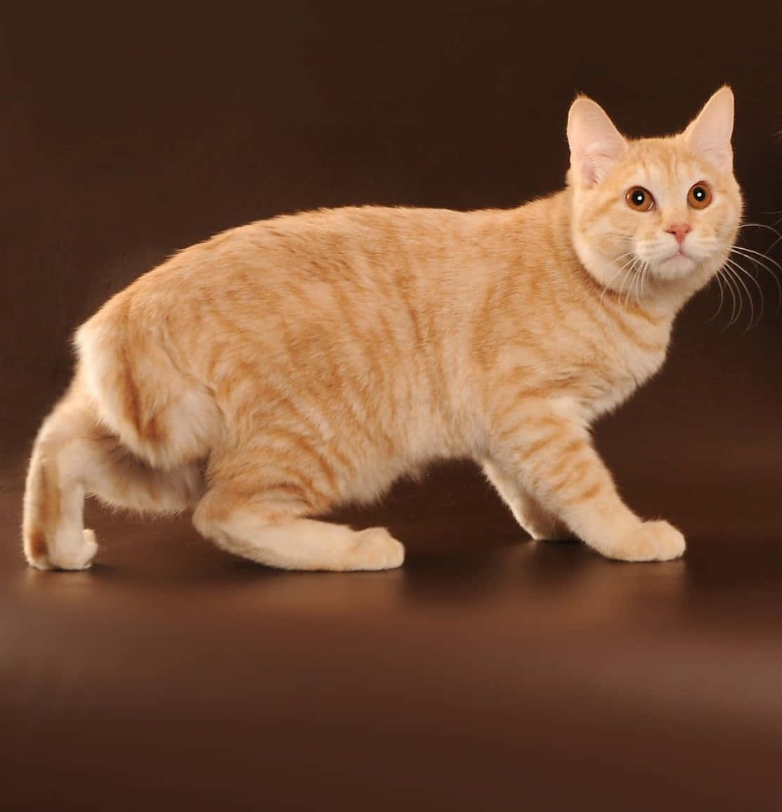 Kurilian Bobtail, ginger tabby, amber eyes, SD Phone Wallpaper