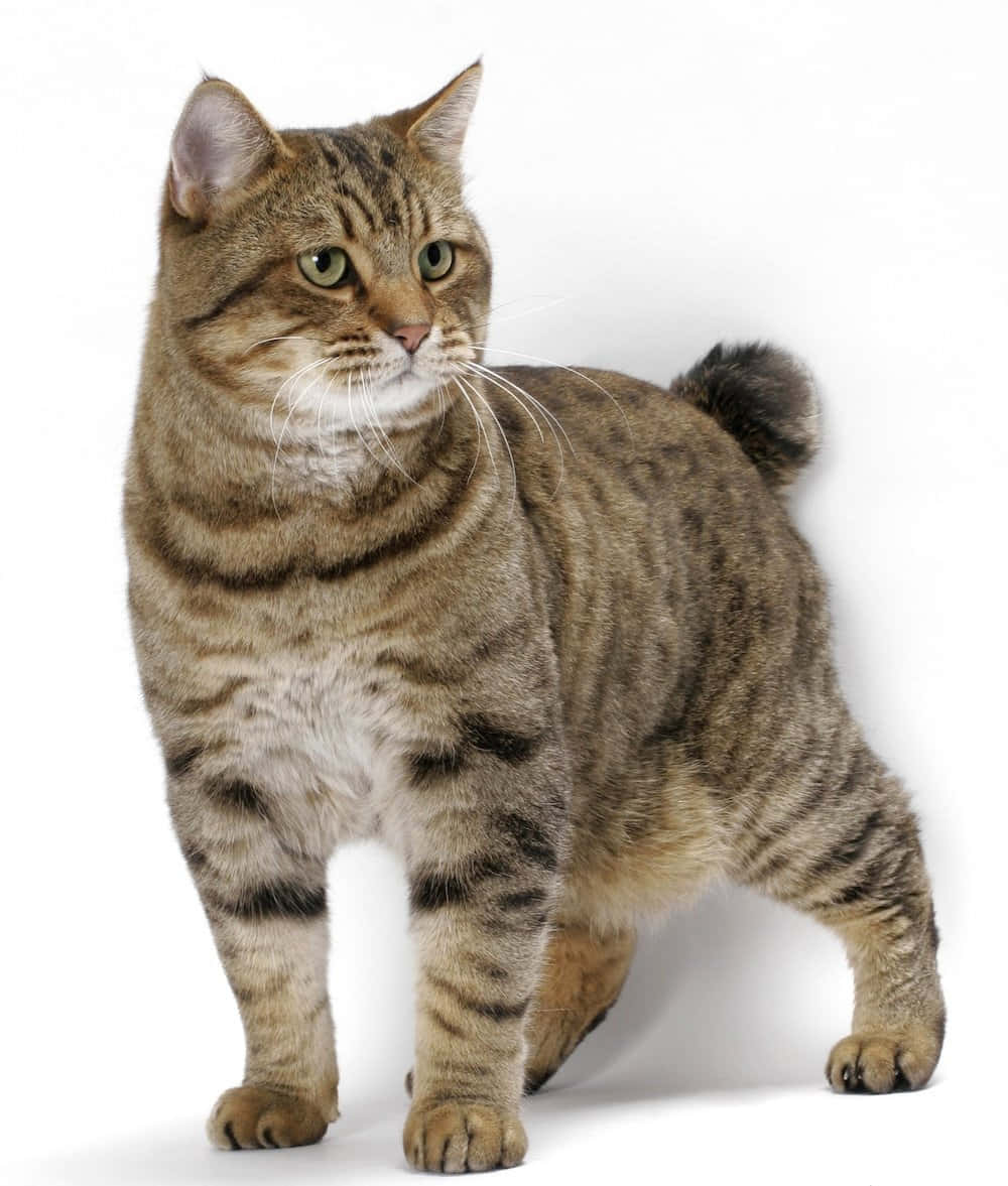 Kurilian Bobtail, tabby cat, green eyes, SD Phone Wallpaper