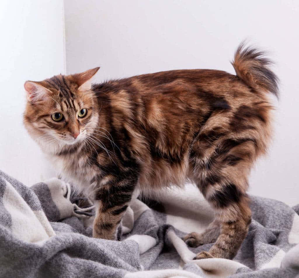 Kurilian Bobtail, fluffy brown tabby cat, striking green eyes, SD Desktop Wallpaper