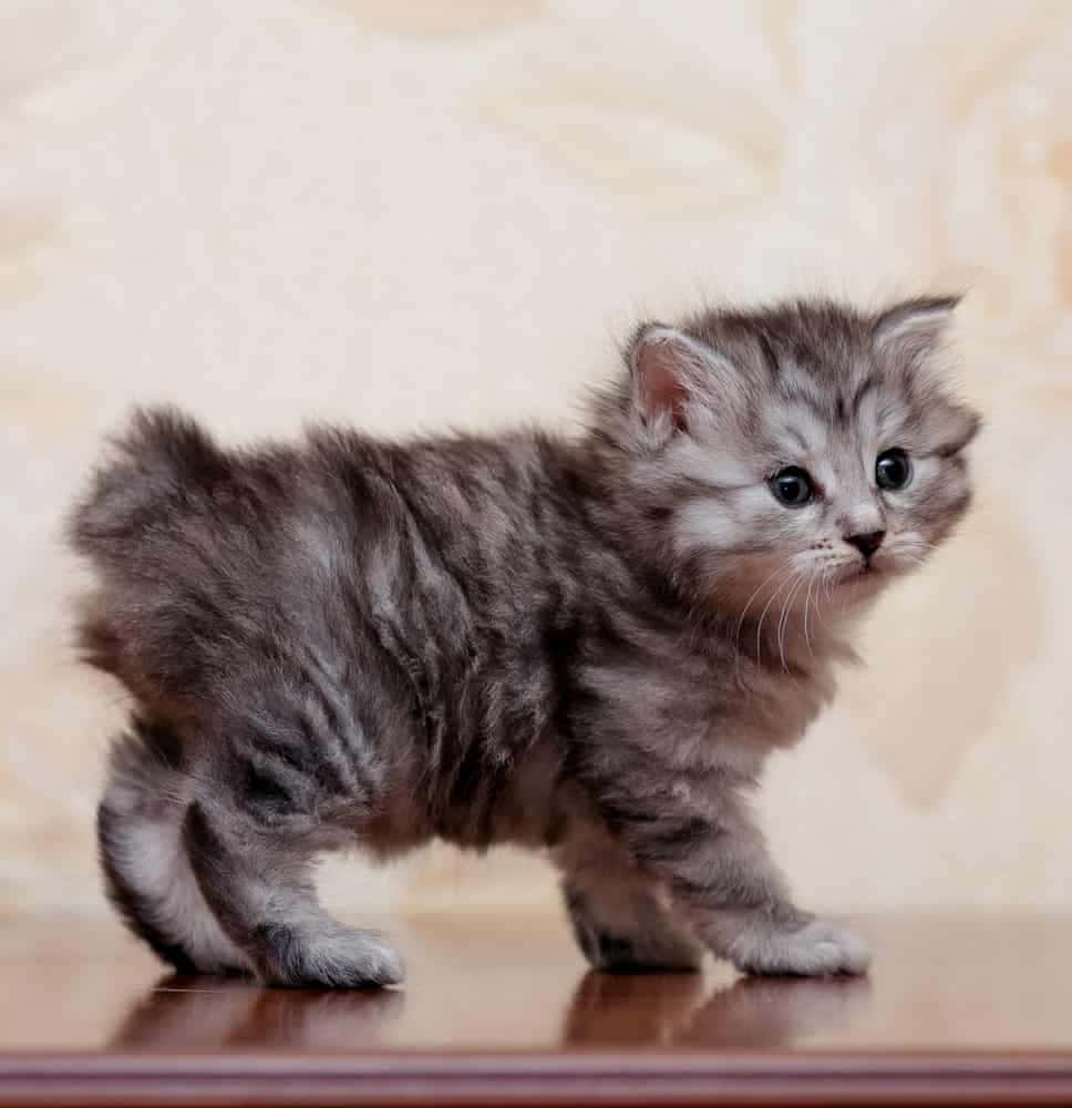 Kurilian Bobtail, gray tabby kitten, wooden surface, SD Phone Wallpaper
