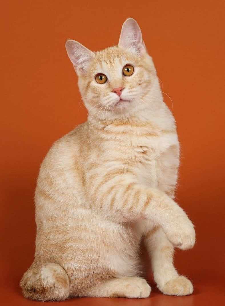 Kurilian Bobtail, creamy tabby, upright, SD Phone Wallpaper