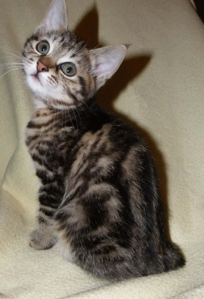 Kurilian Bobtail, tabby kitten, wide green eyes, SD Phone Wallpaper
