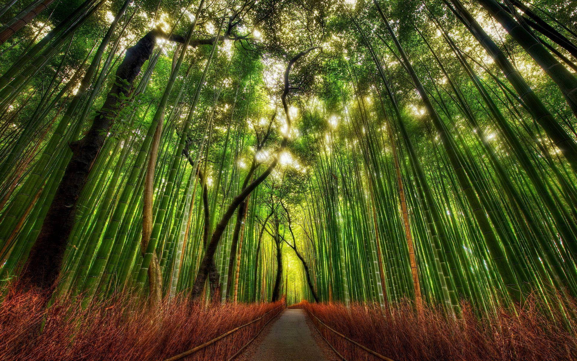 Kyoto, bamboo forest, narrow path, Full HD Desktop Wallpaper