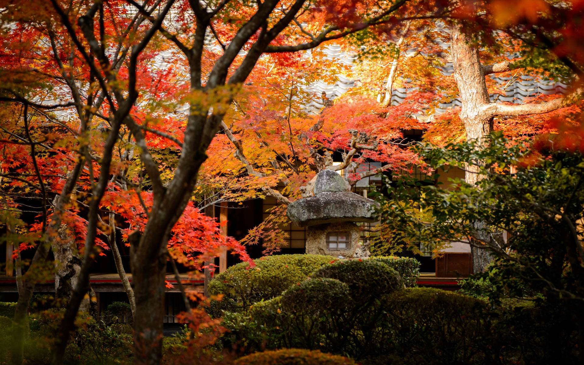 Kyoto, maple garden, autumn maple leaves, Full HD Desktop Wallpaper