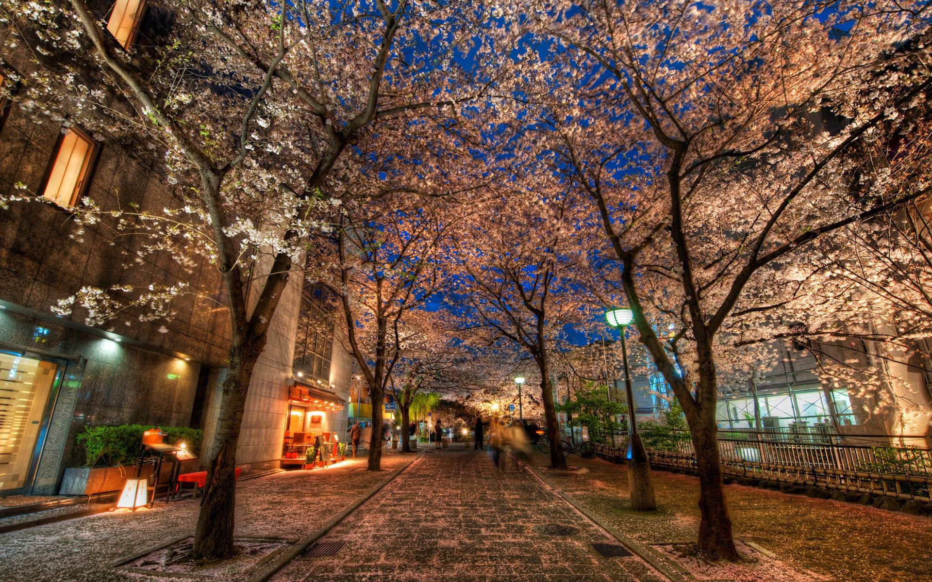 Kyoto, cherry blossom trees, cobblestone street, Full HD Desktop Wallpaper