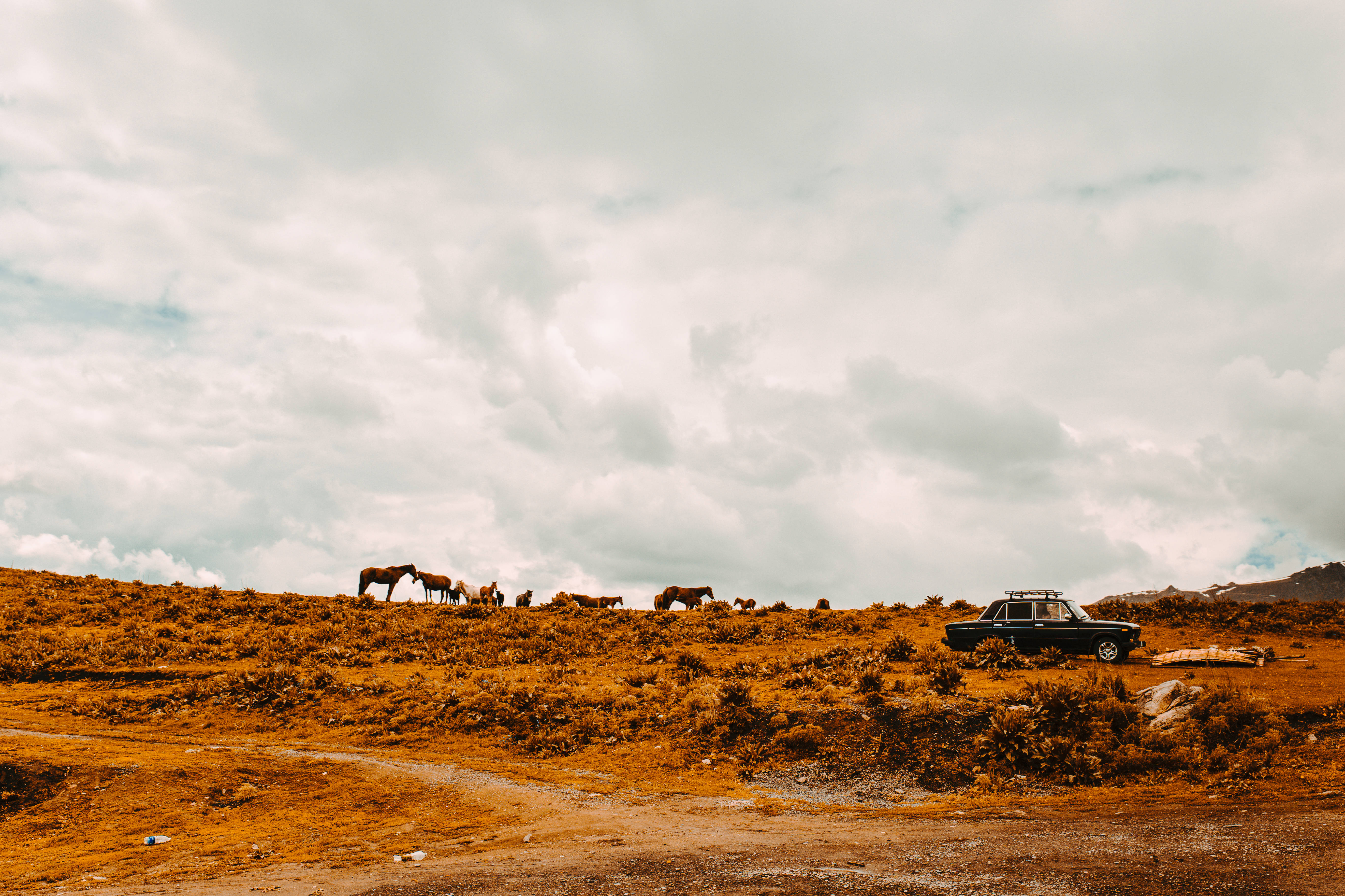 Kyrgyzstan, wild horses, dusty hillside, 5K Desktop Wallpaper