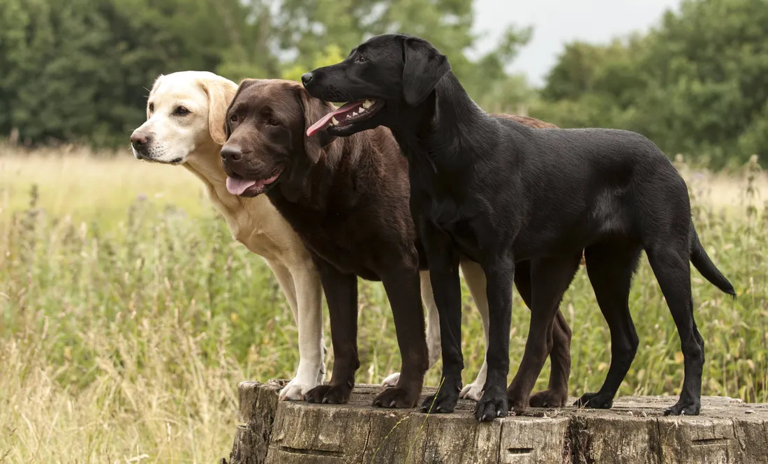 Labrador