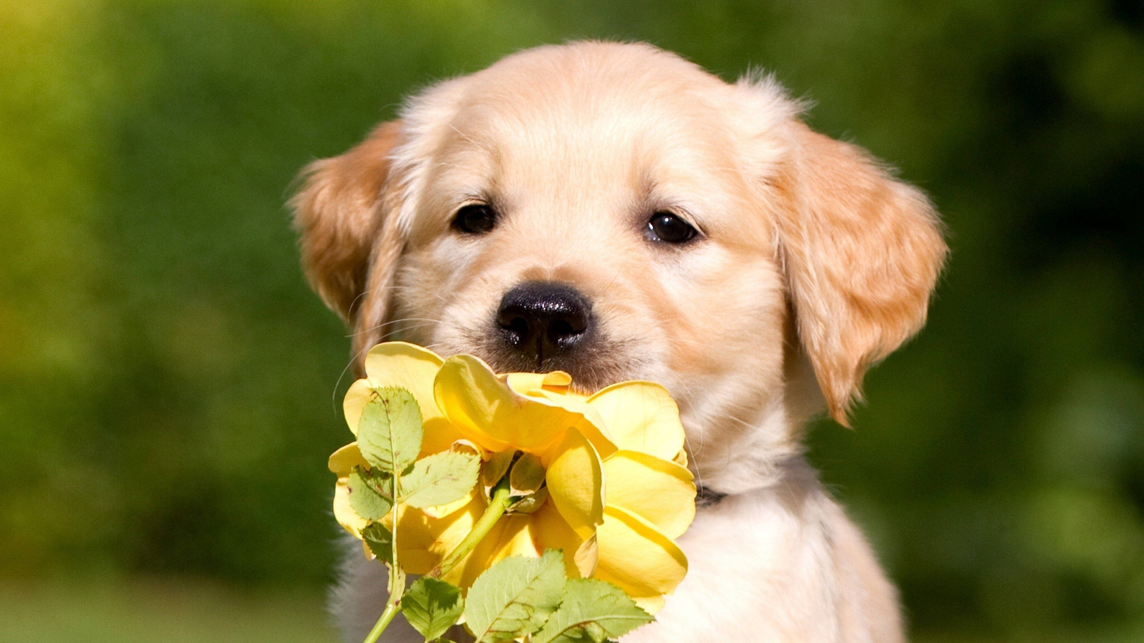 golden retriever puppy, bright yellow rose, soft green blurred background, 4K Desktop Wallpaper