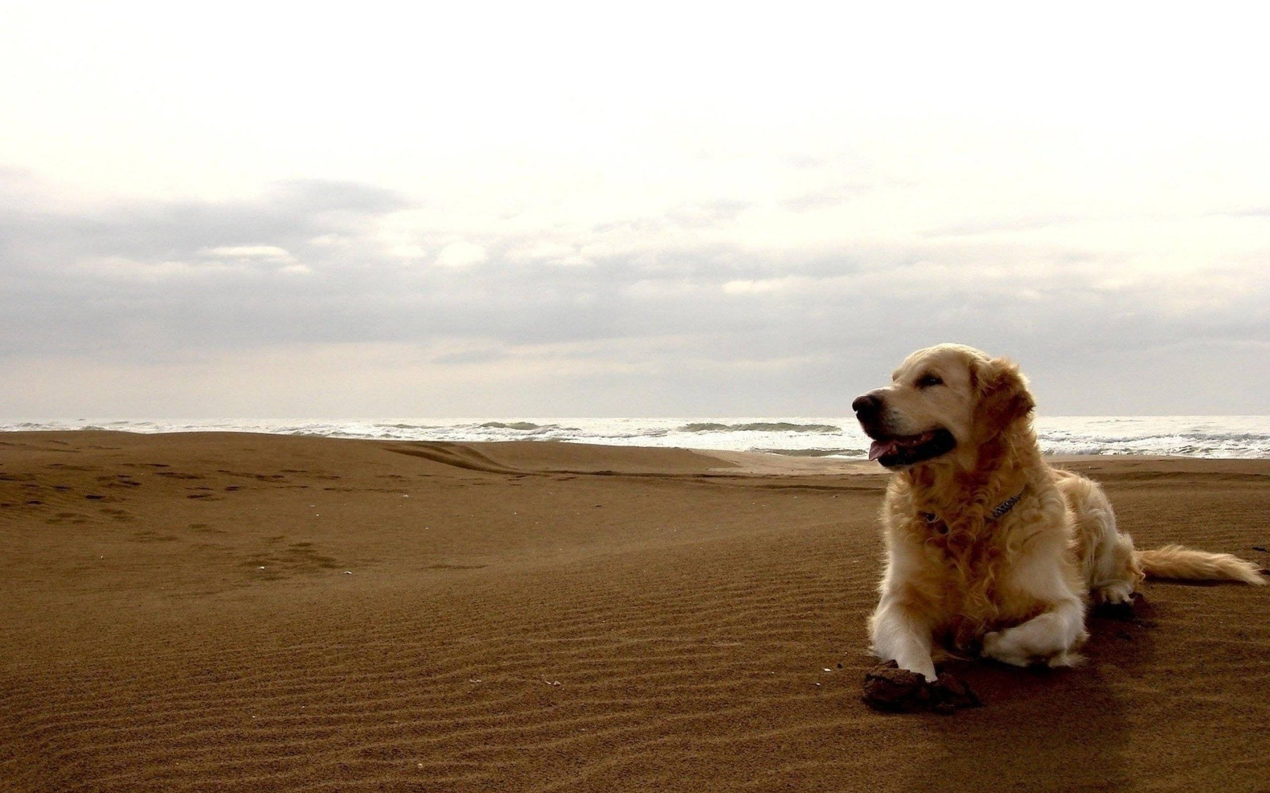 Labrador, beach, textured sand, 2K Desktop Wallpaper