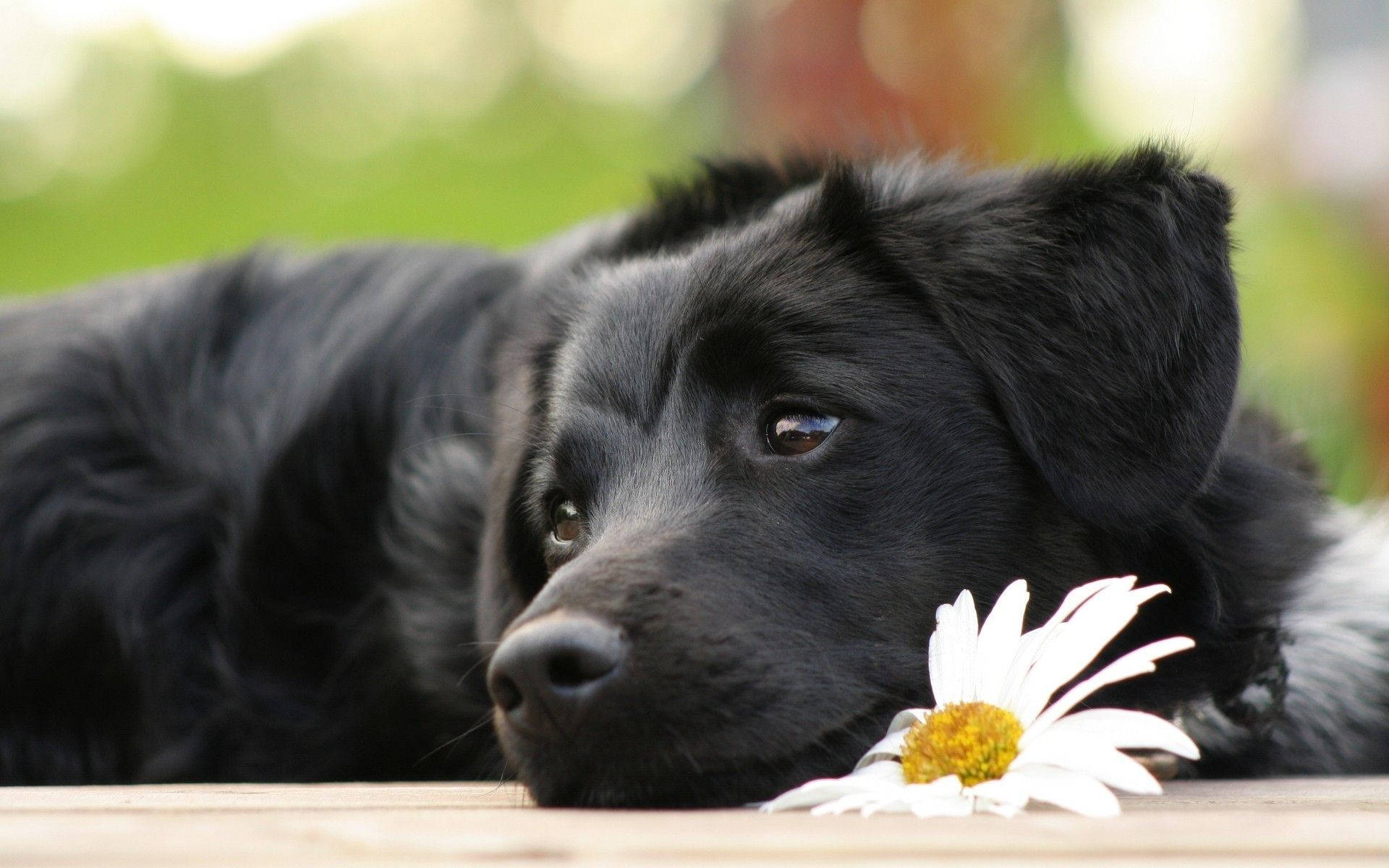Black Labrador, wooden surface, white daisy, Full HD Desktop Wallpaper