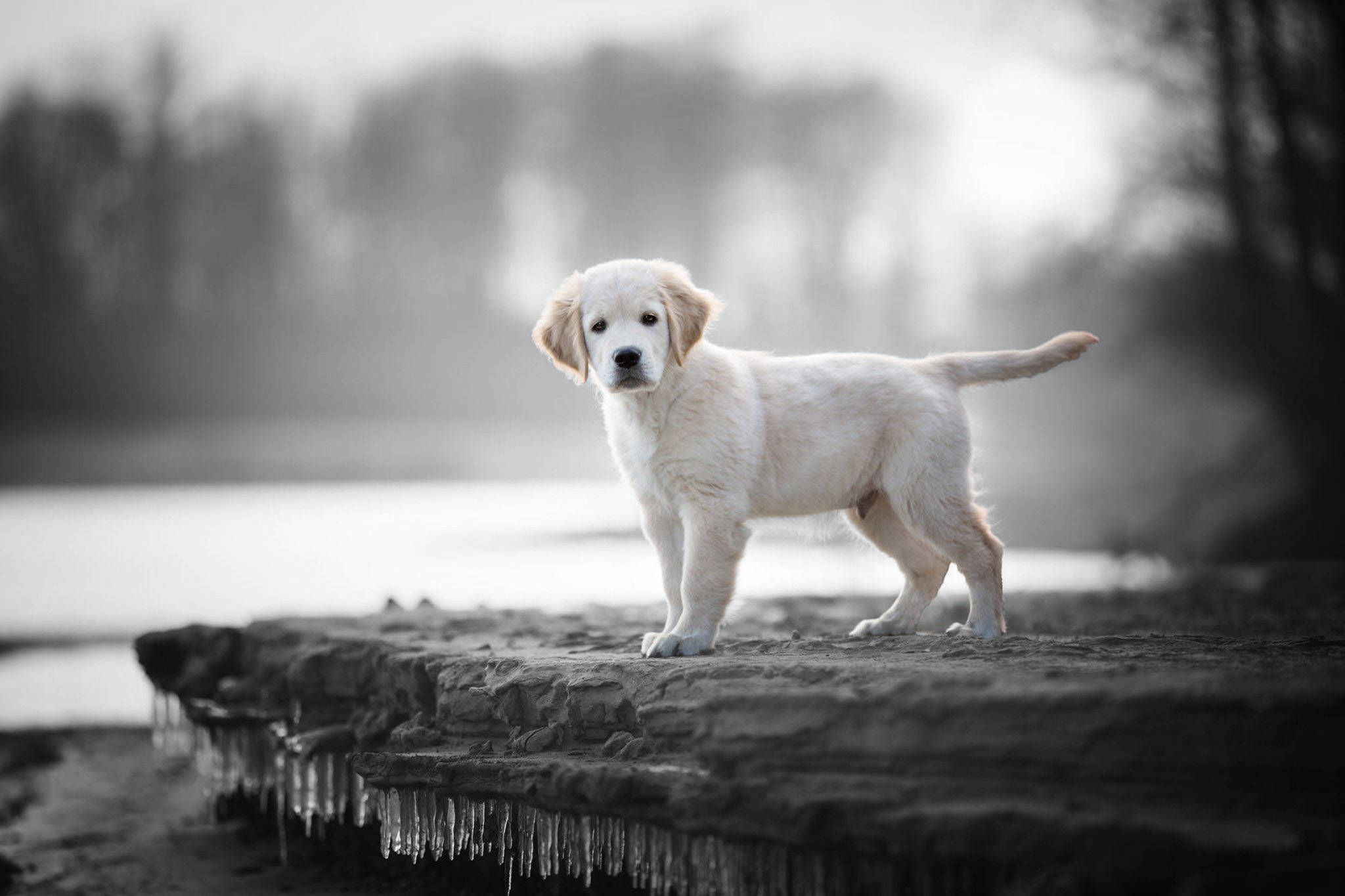 Labrador, fluffy white puppy, frosty stone ledge, Full HD Desktop Wallpaper