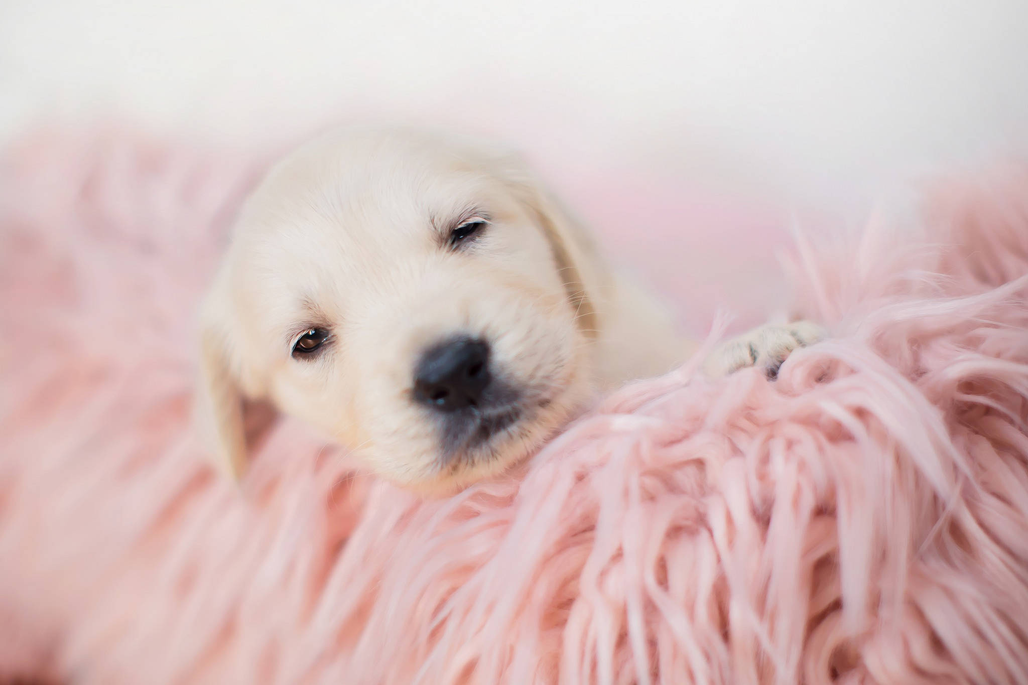 white labrador, baby dog, golden retriever puppy, Full HD Desktop Wallpaper