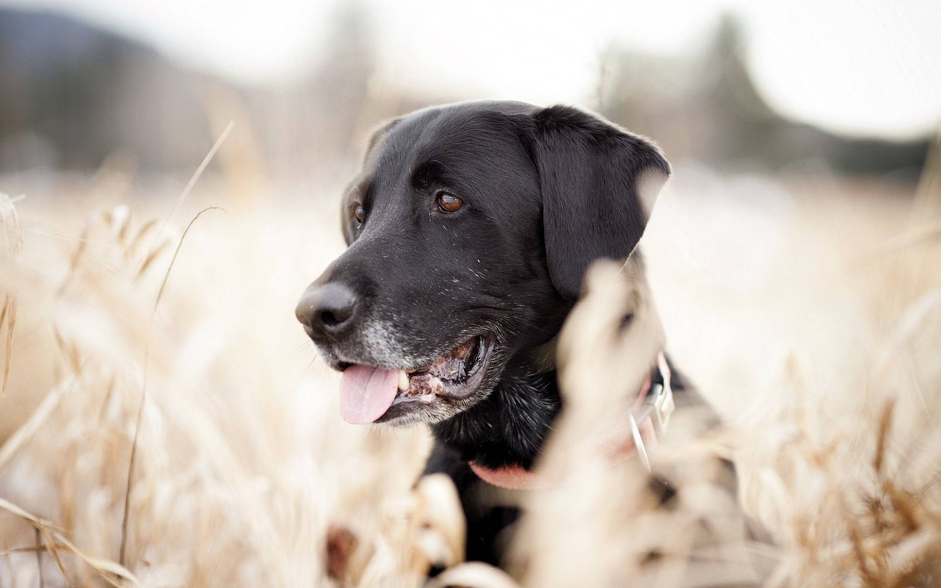 Black Labrador, pink tongue, golden wheat stalks, Full HD Desktop Wallpaper