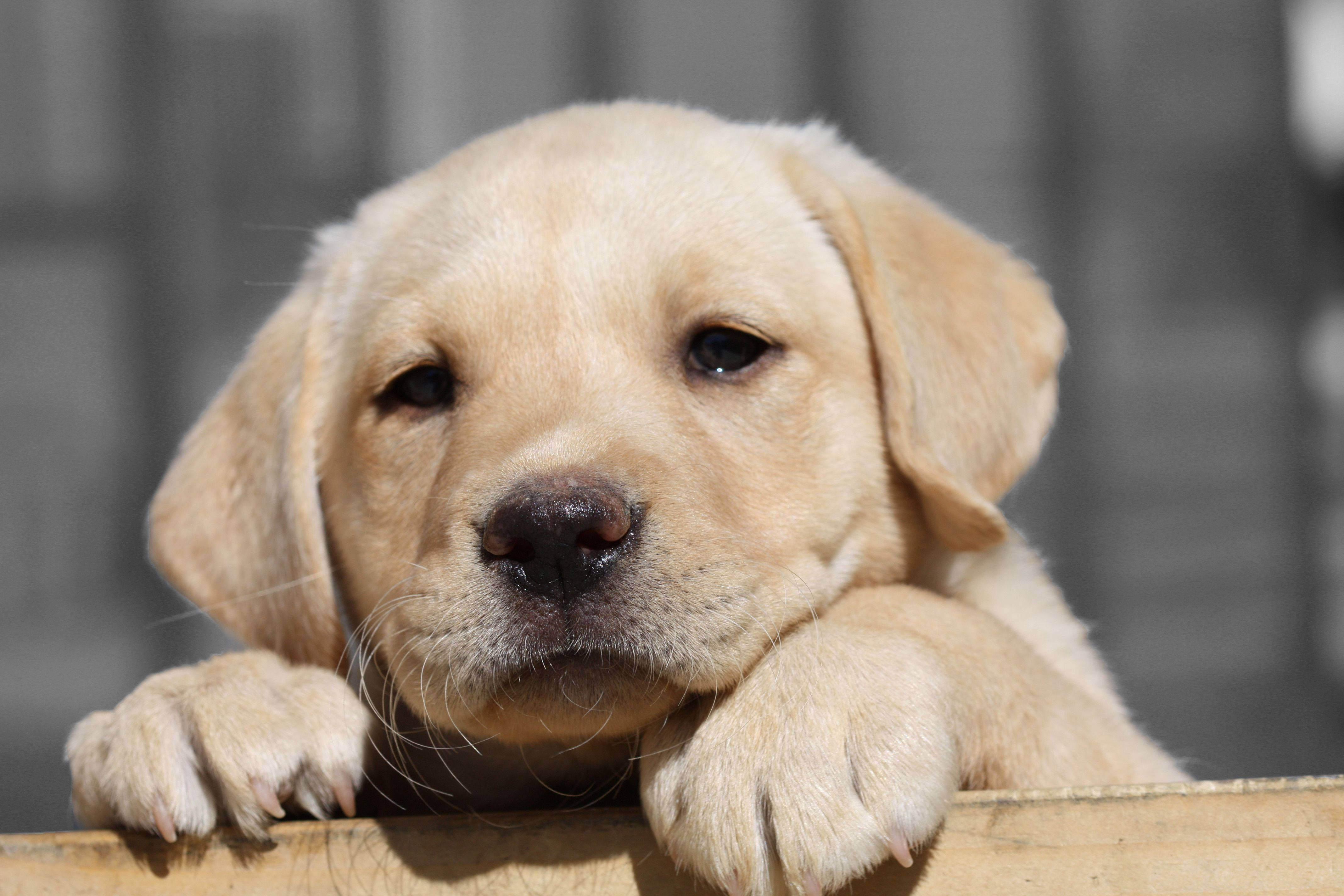 white labrador puppy, yellow lab puppy, wooden surface, 4K Desktop Wallpaper