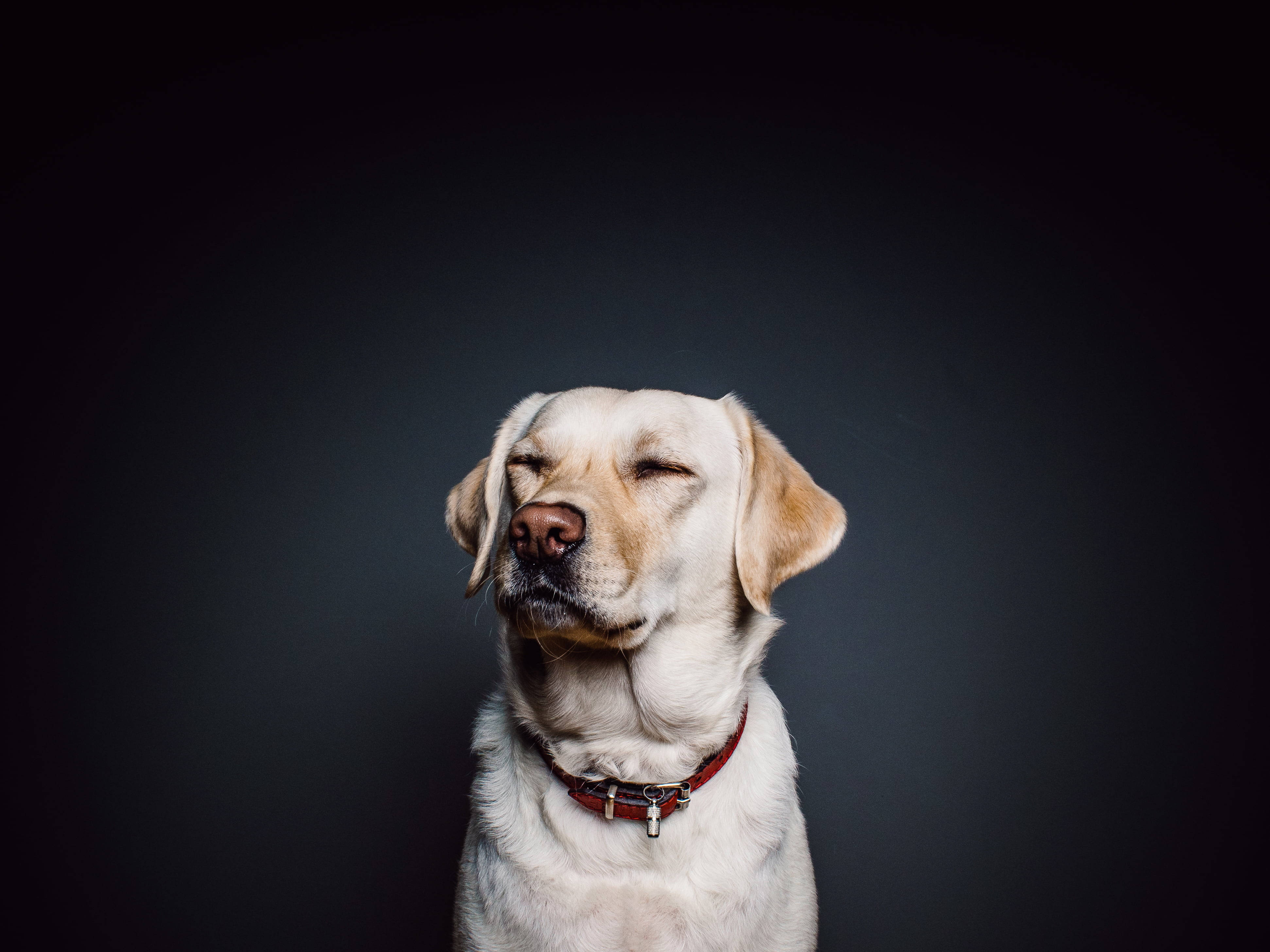 yellow labrador, red collar, dark gray studio backdrop, 4K Desktop Wallpaper