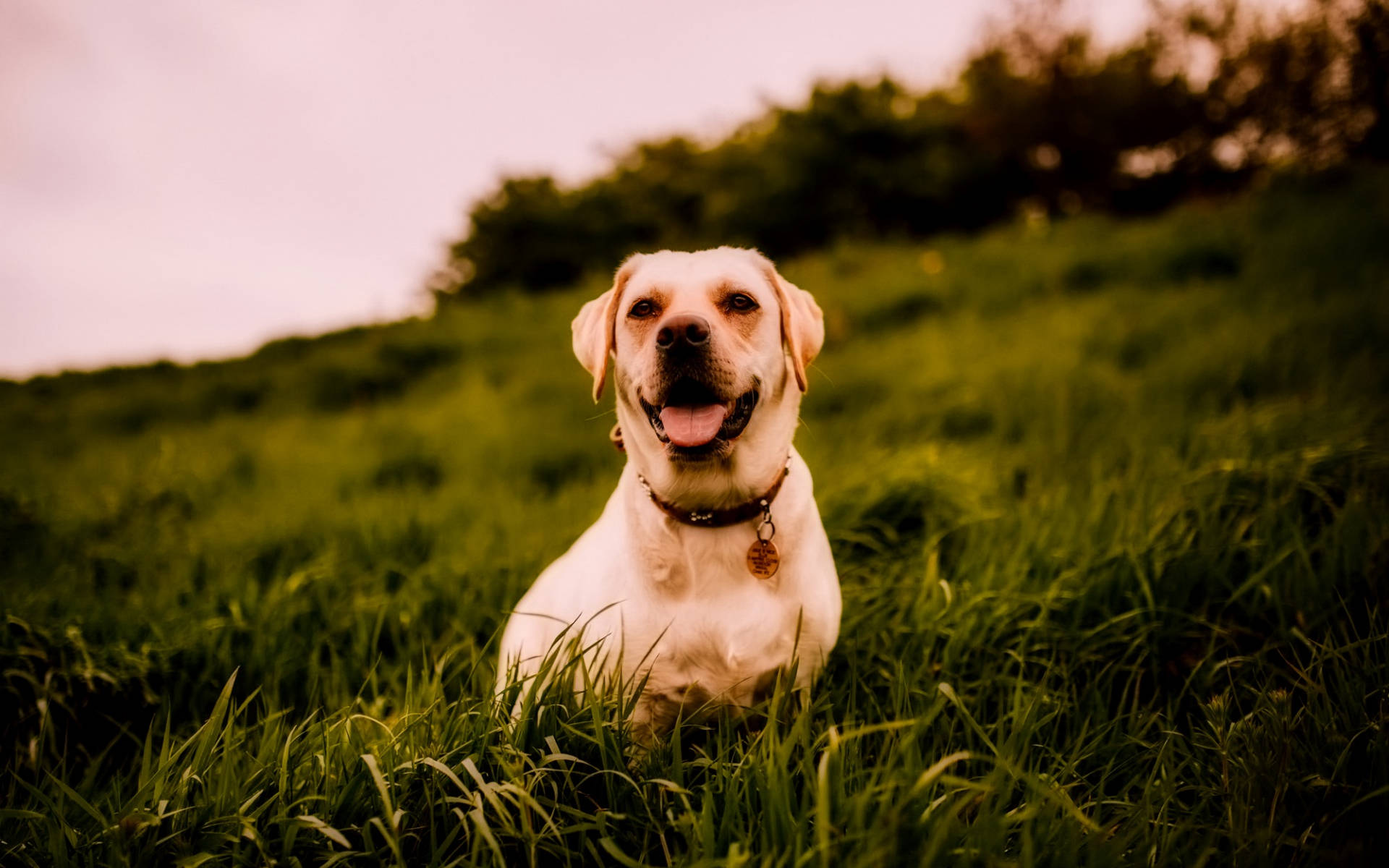 Labrador, grass field, tall green grass, Full HD Desktop Wallpaper