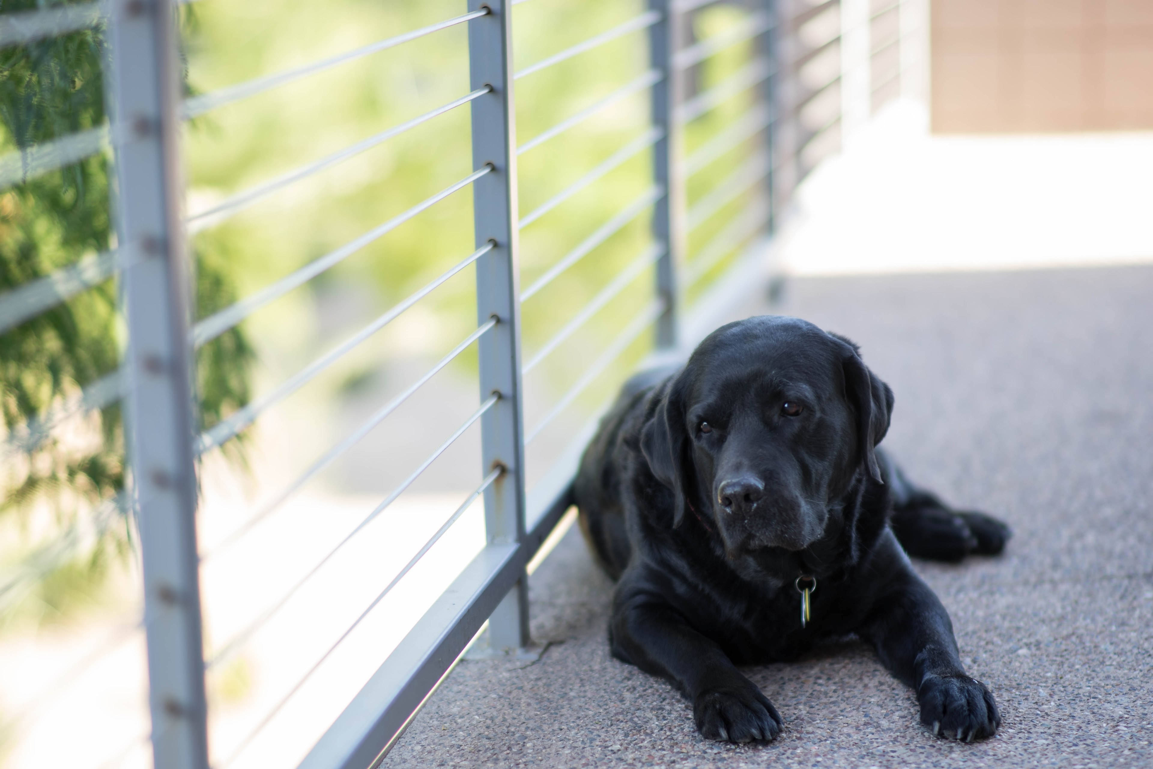 black Labrador, balcony, sunlit concrete patio, 4K Desktop Wallpaper