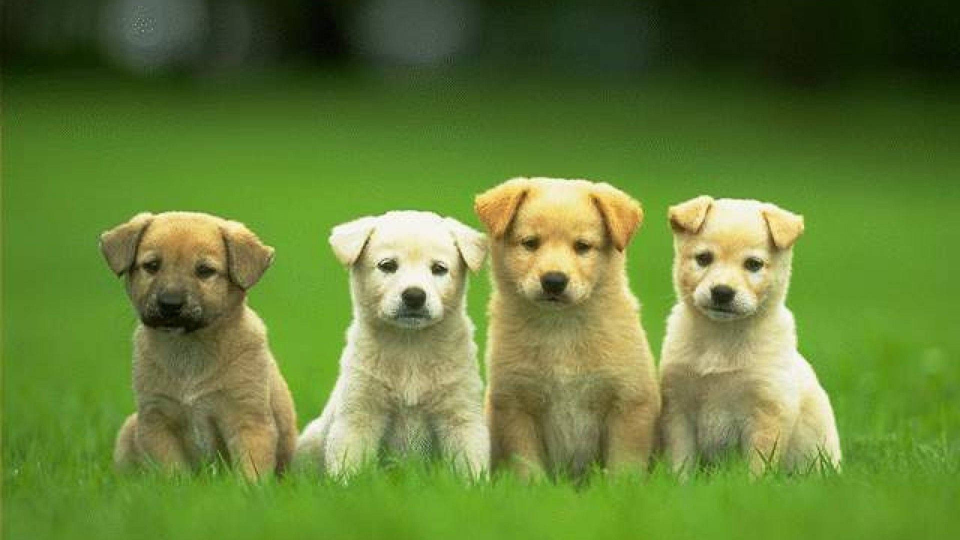 Labrador, puppy, green grassy field, Full HD Desktop Wallpaper