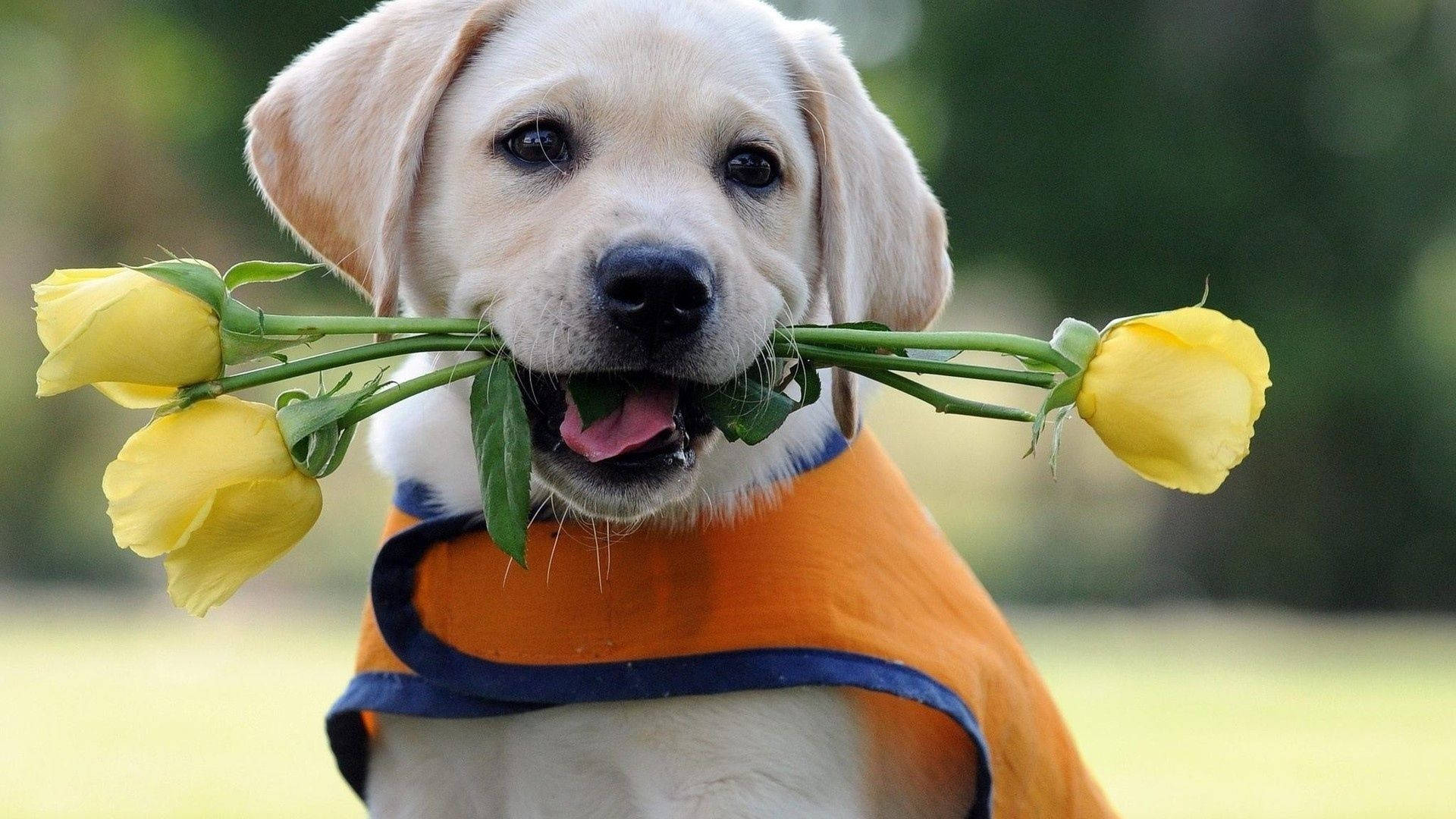 yellow lab puppy, orange vest, bouquet of yellow roses, Full HD Desktop Wallpaper