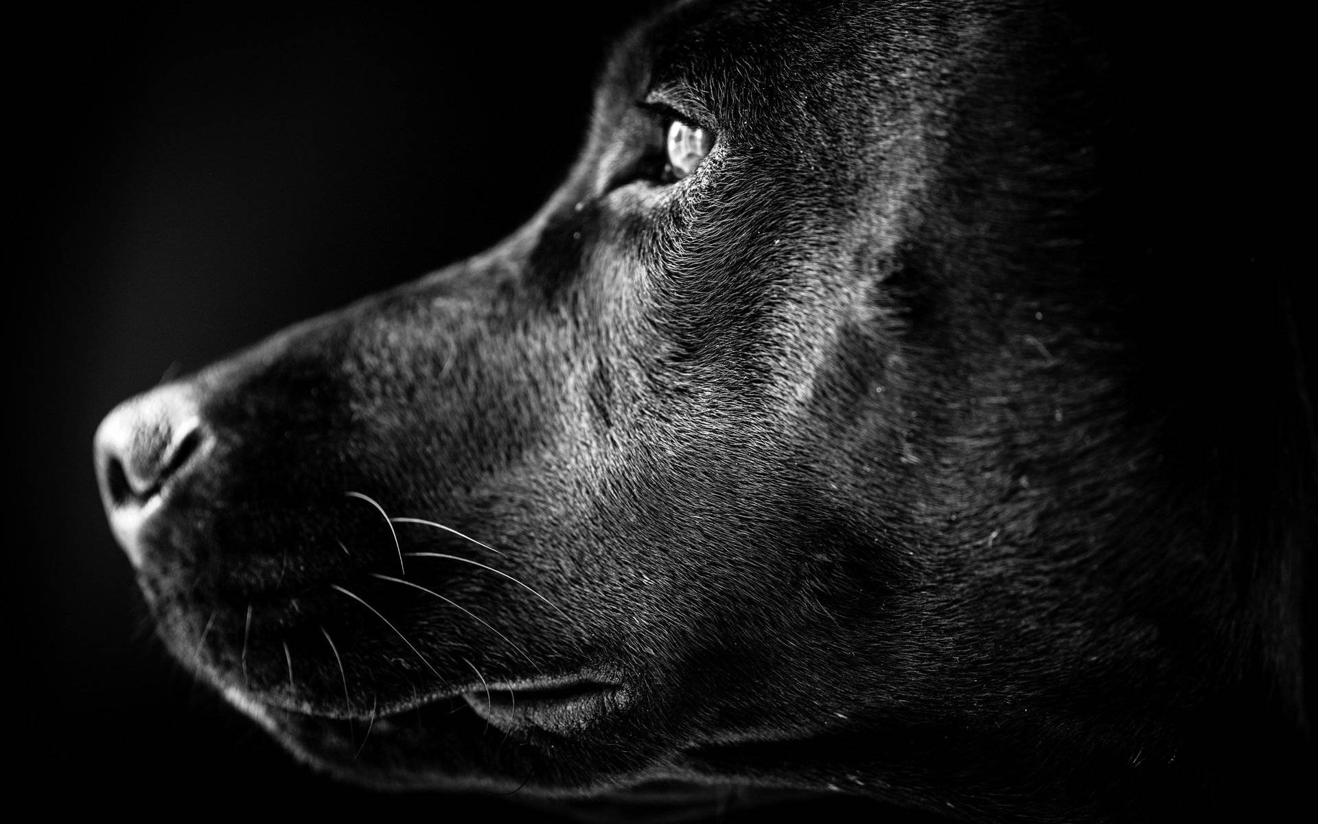 Labrador, black dog, black and white photography, Full HD Desktop Wallpaper