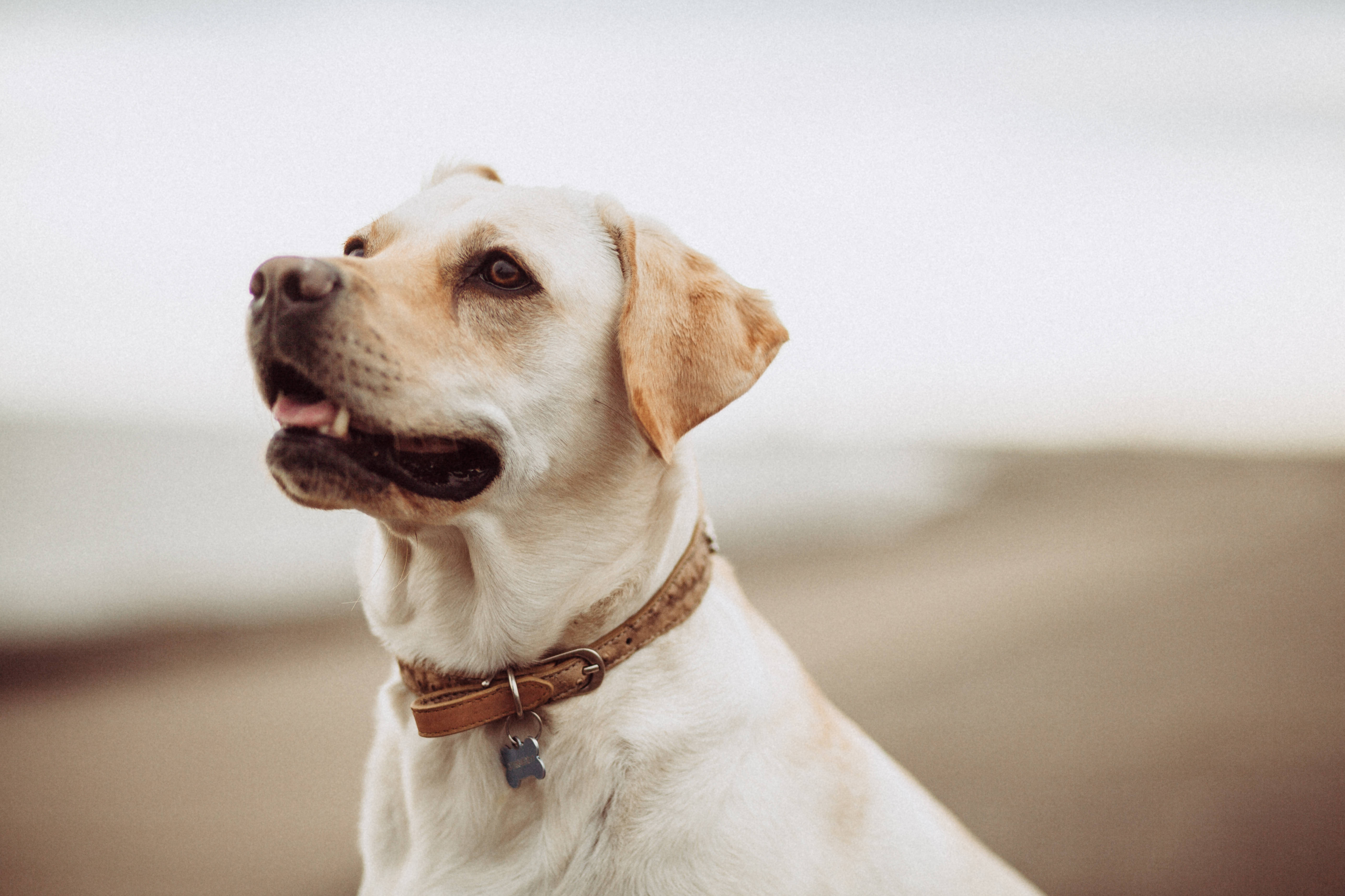 Labrador, brown leather collar, soft blurred beach, 5K Desktop Wallpaper