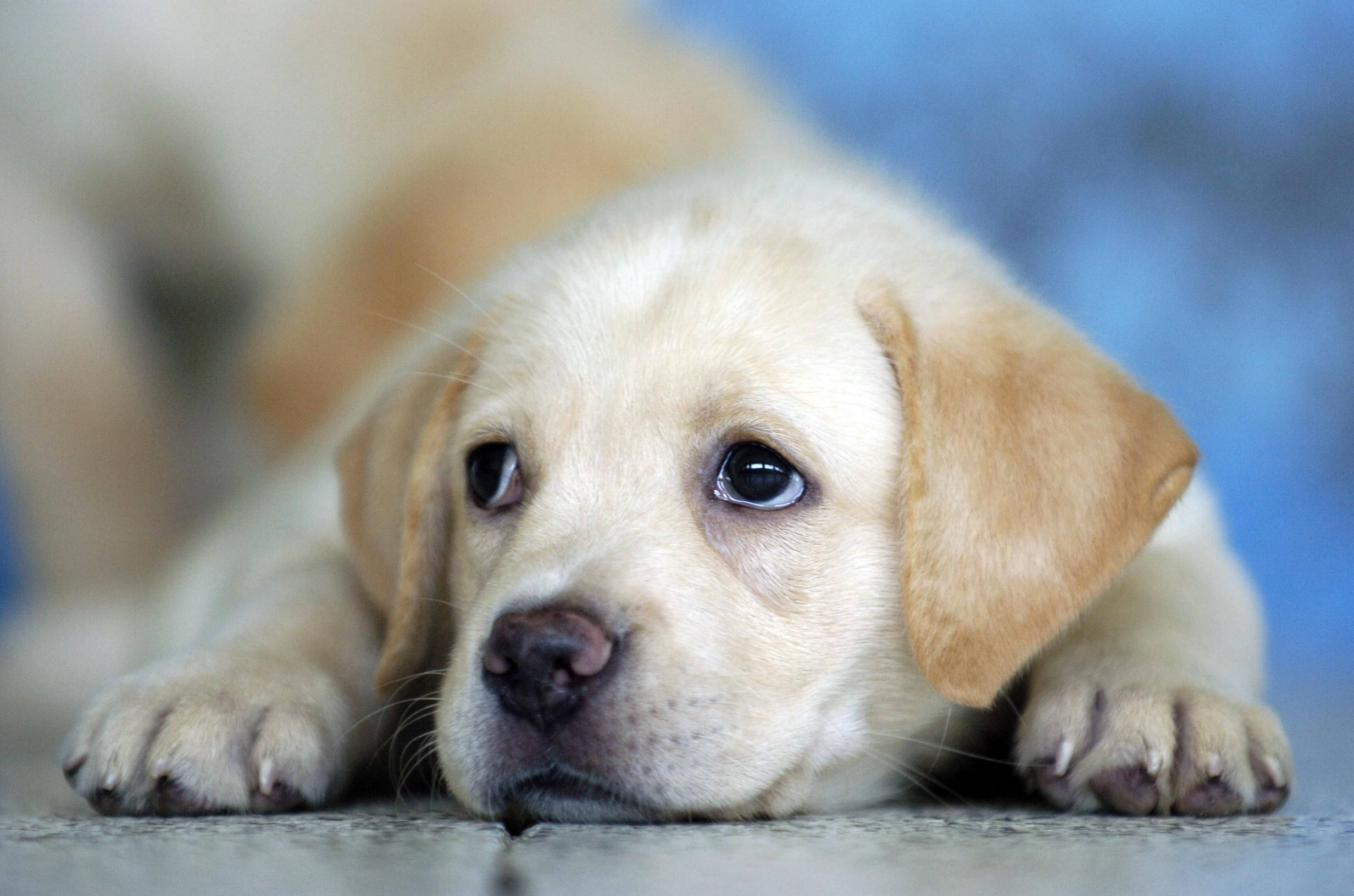 Labrador puppy, light yellow, big soulful eyes, Full HD Desktop Wallpaper