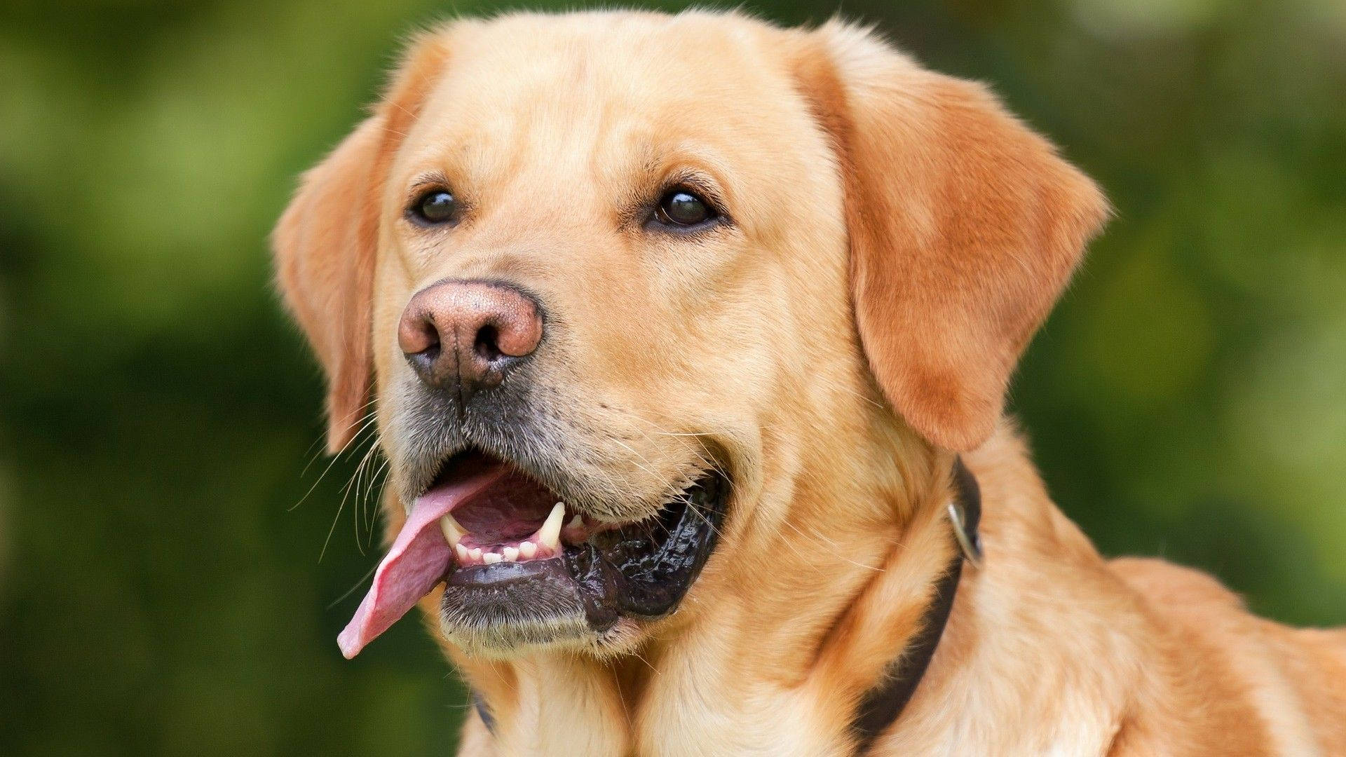 Labrador, golden retriever, pink tongue, Full HD Desktop Wallpaper