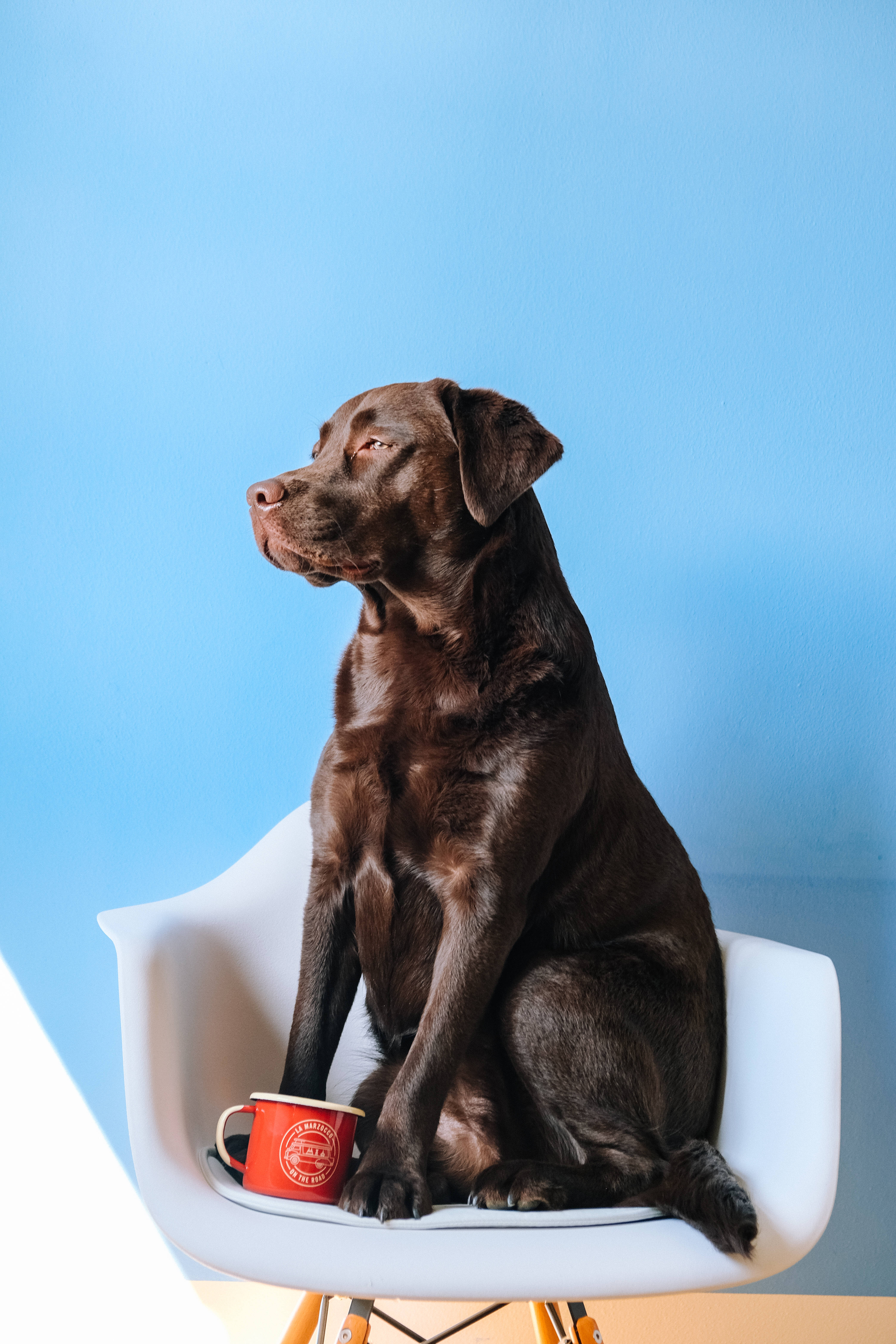 chocolate Labrador, white chair, red mug, 5K Phone Wallpaper