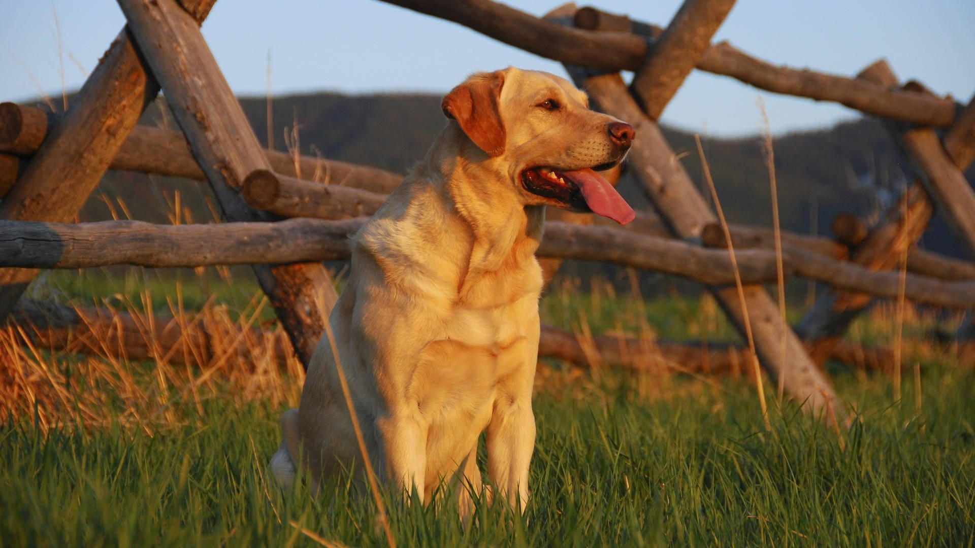 golden Labrador, rustic wooden fence, tall grass, Full HD Desktop Wallpaper