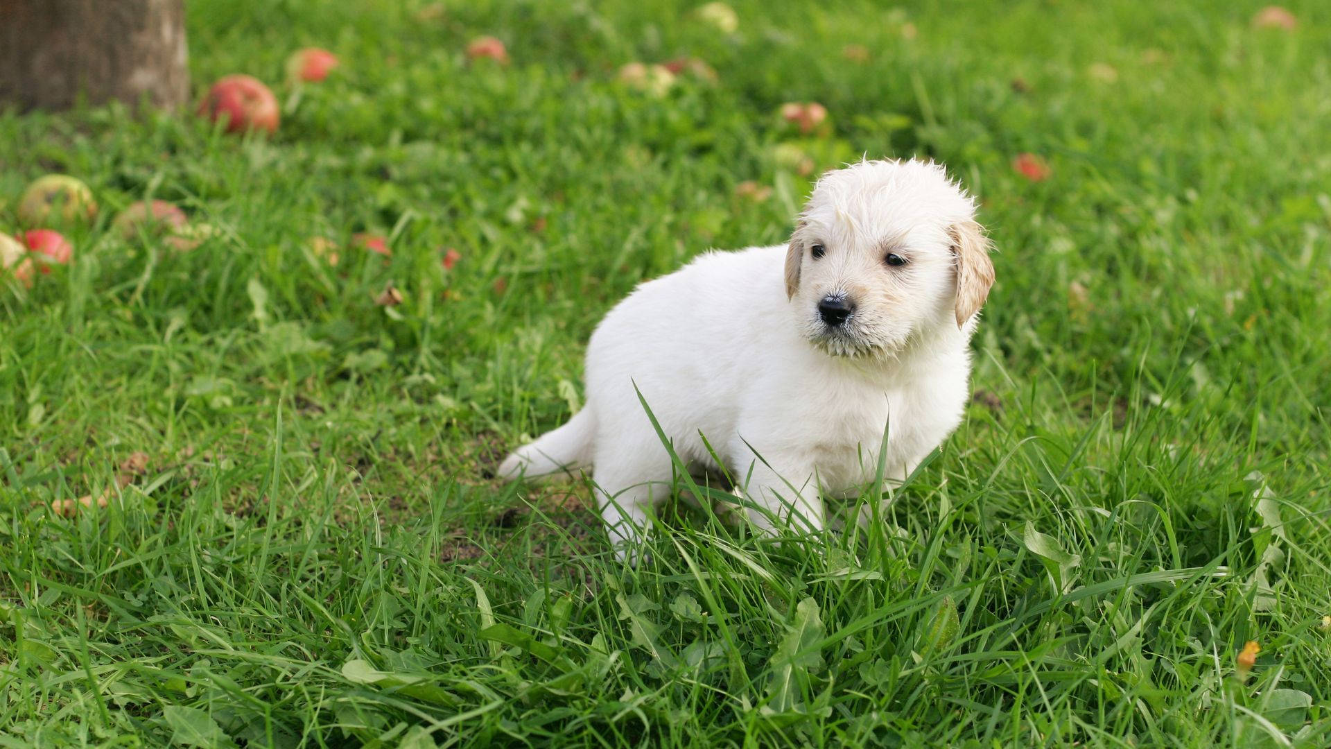 white baby dog labrador, fluffy white puppy, vibrant green grass, Full HD Desktop Wallpaper