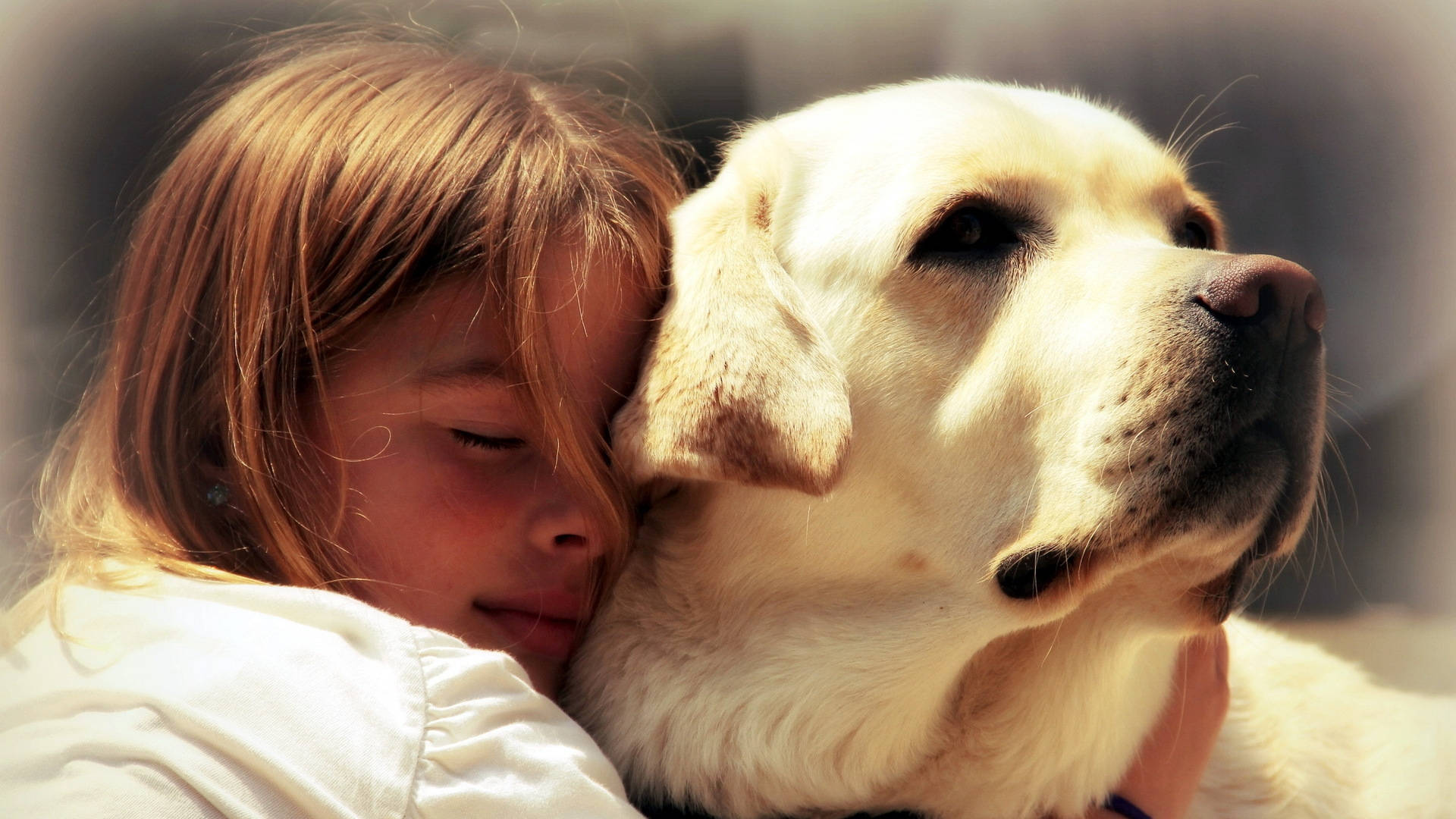 girl, yellow labrador, sunlit embrace, Full HD Desktop Wallpaper
