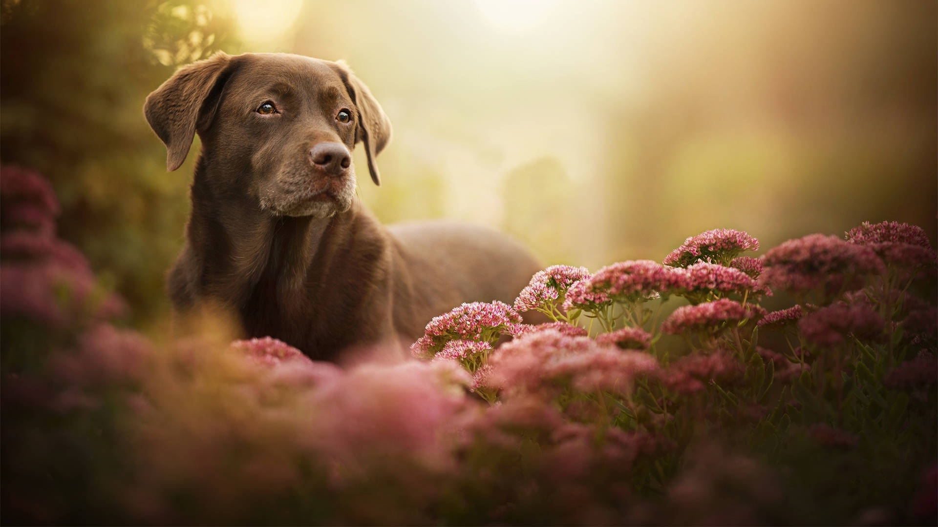 chocolate Labrador, pink flowers, golden sunlight, Full HD Desktop Wallpaper
