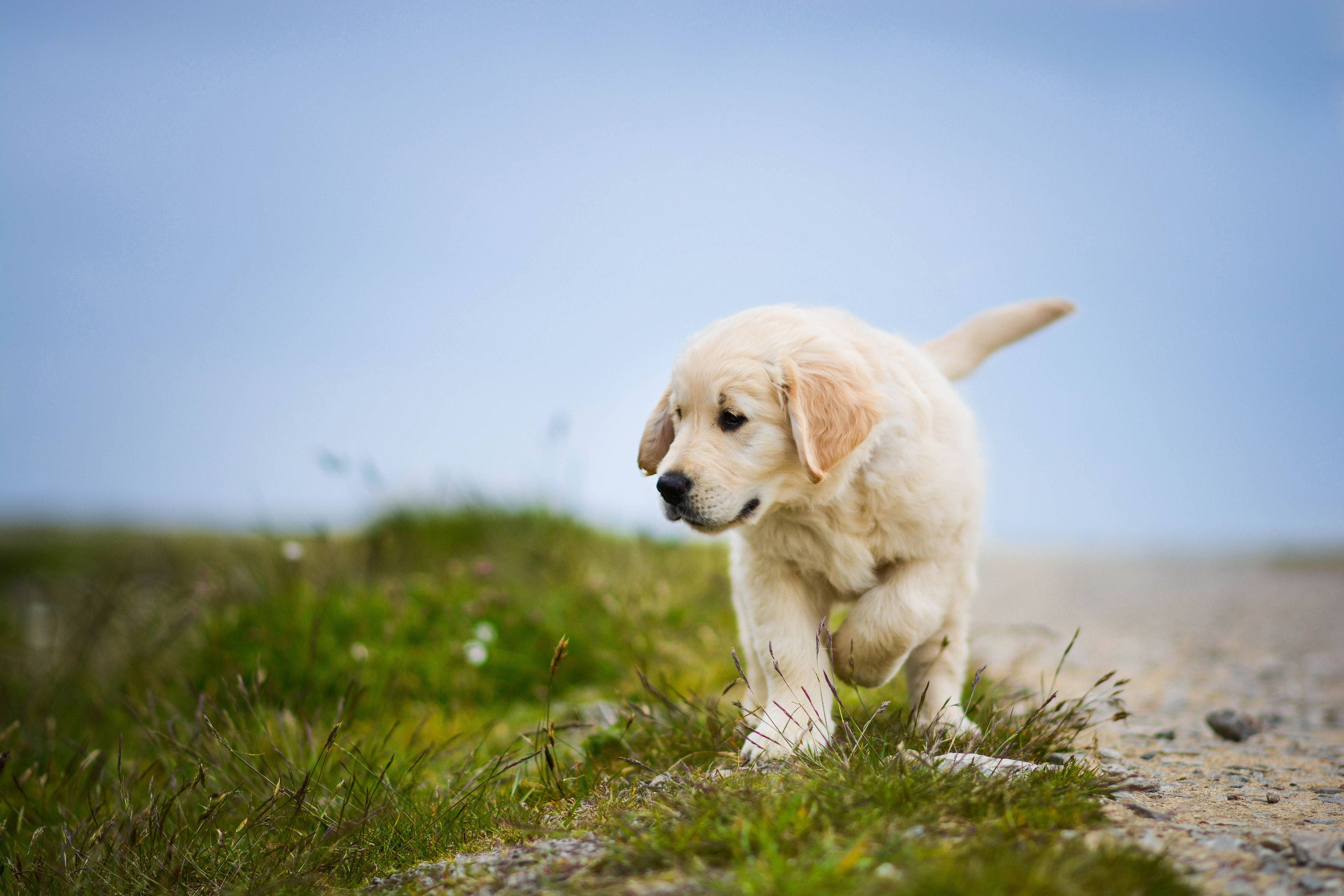 white labrador, baby dog, fluffy golden retriever puppy, 4K Desktop Wallpaper