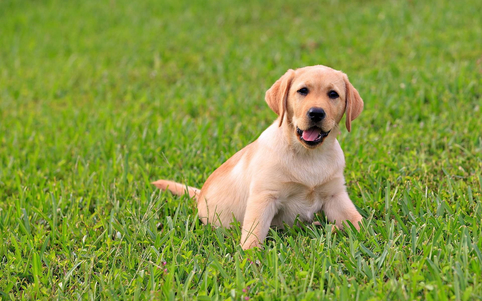 Labrador, golden retriever puppy, vibrant green grass, Full HD Desktop Wallpaper