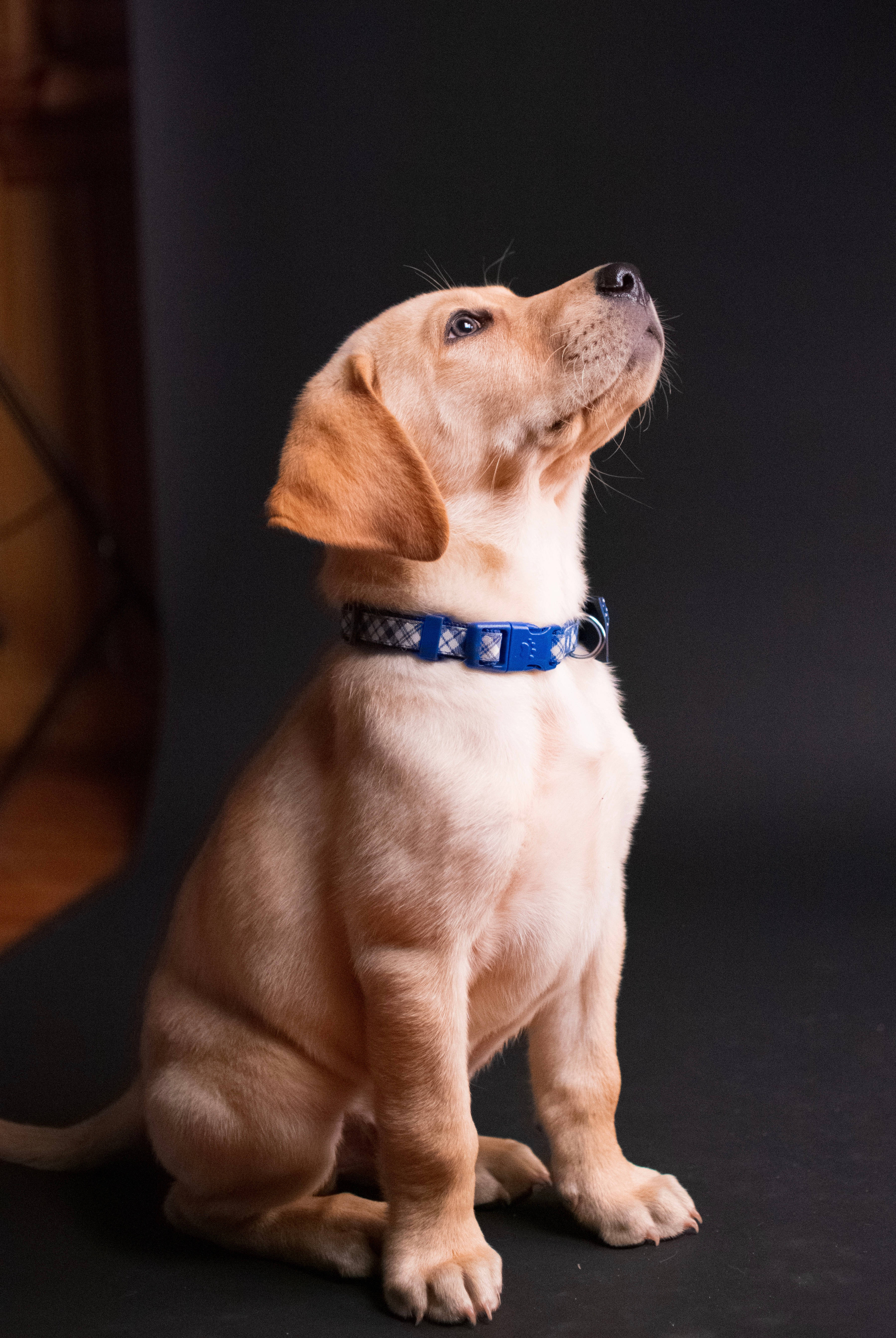 golden labrador retriever puppy dog, blue patterned collar, light brown puppy, 5K Phone Wallpaper