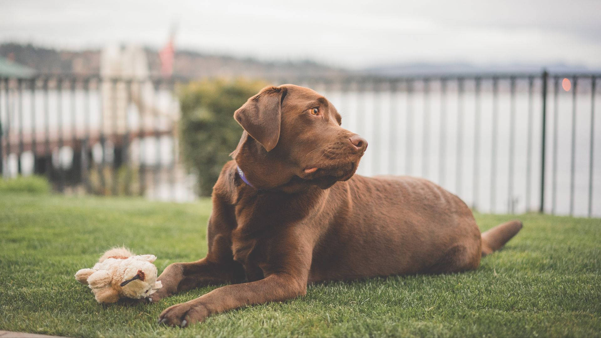 chocolate Labrador, vibrant green grass, worn teddy bear, Full HD Desktop Wallpaper