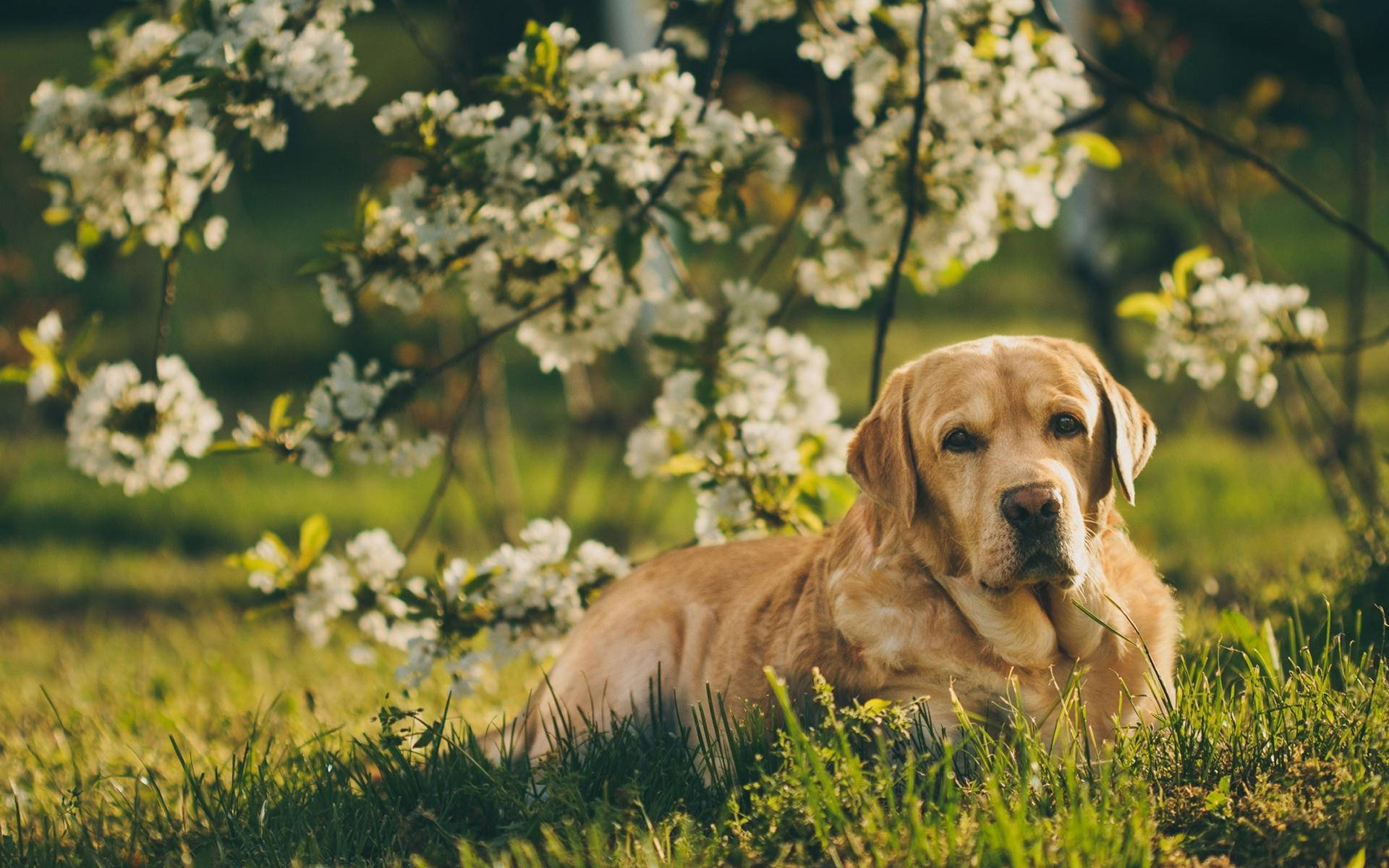 Labrador, golden retriever, sunlit grass, Full HD Desktop Wallpaper