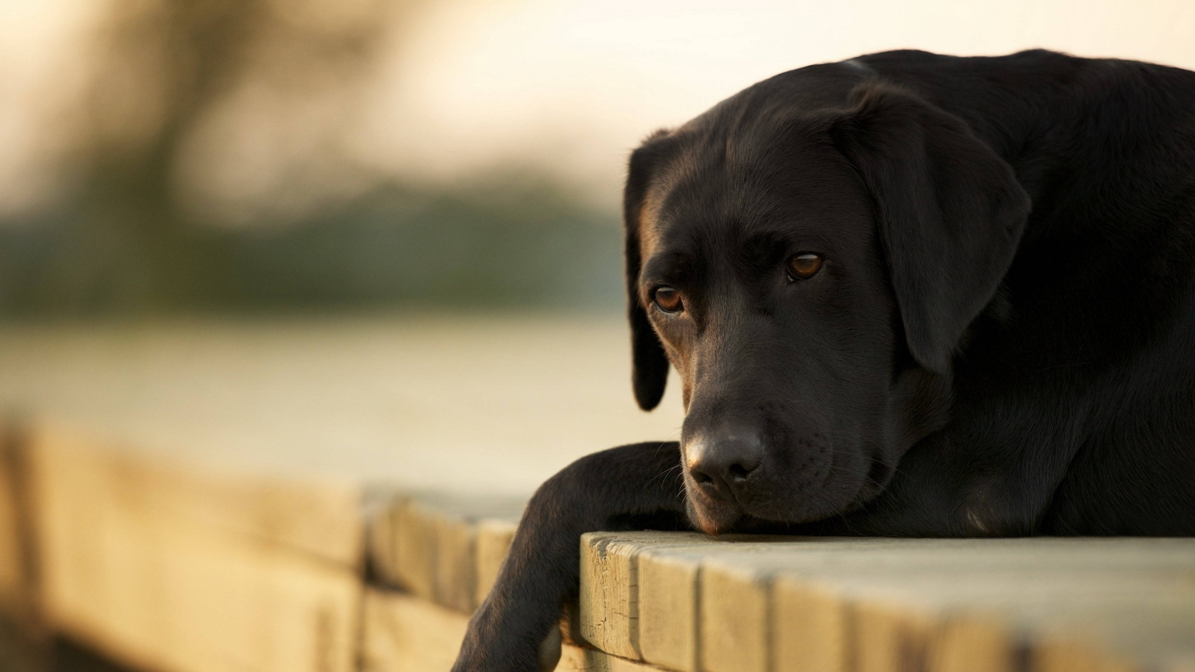 black Labrador Retriever, wooden railing, warm golden light, 4K Desktop Wallpaper