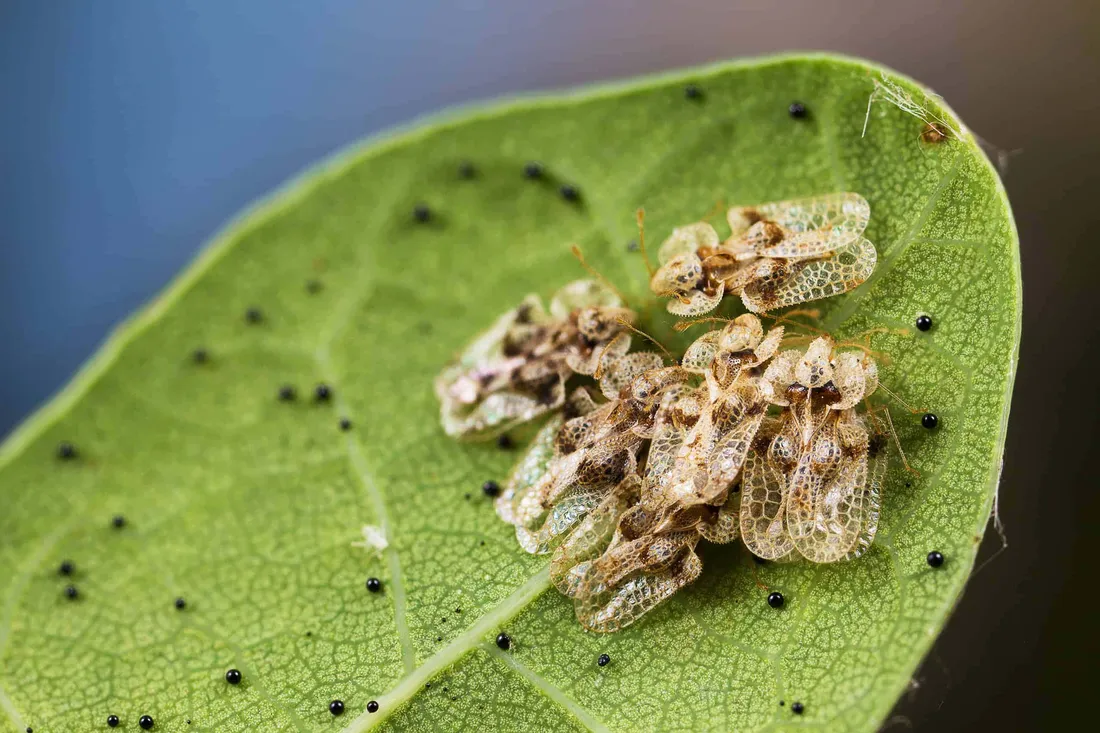 Lace Bug