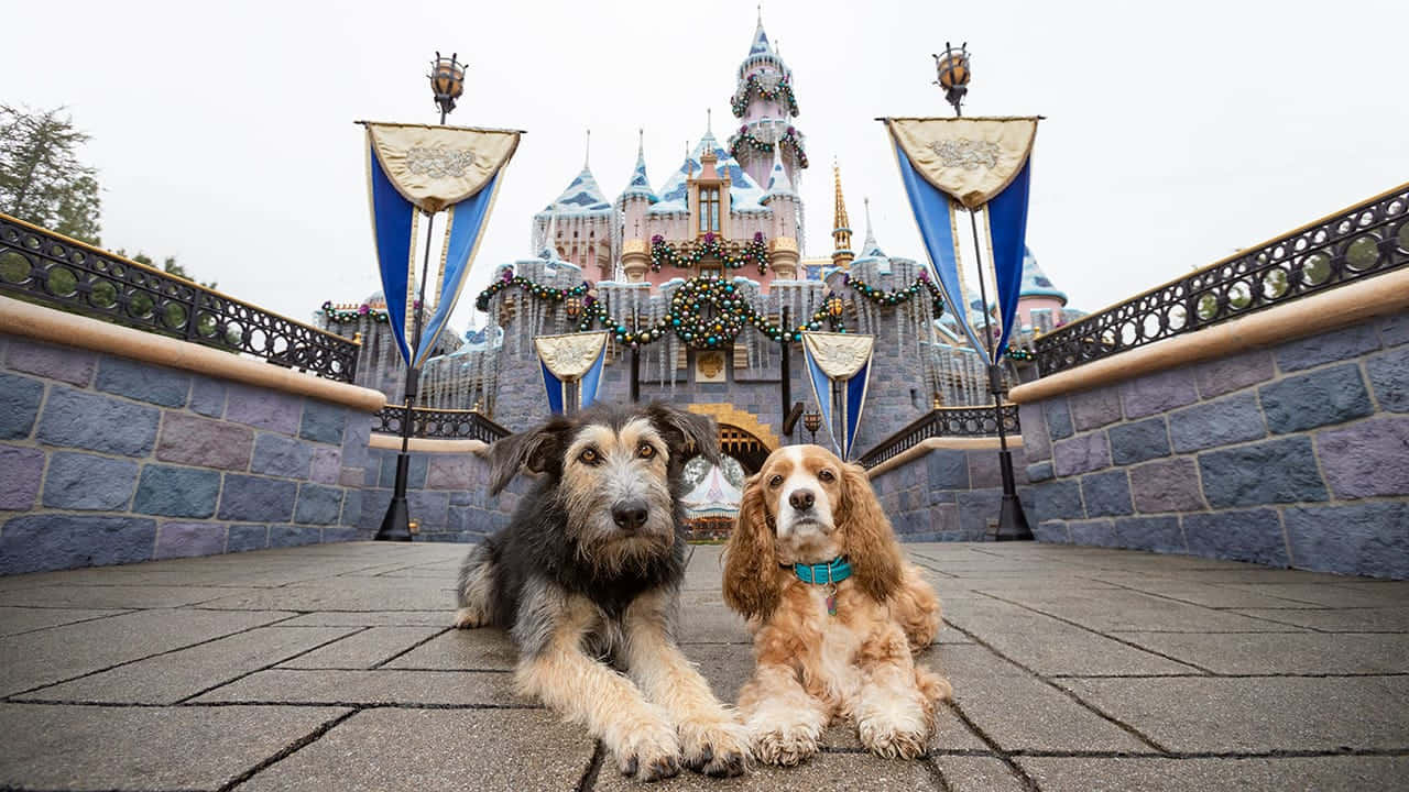Lady and the Tramp, spaghetti dinner, stone pavement, HD Desktop Wallpaper