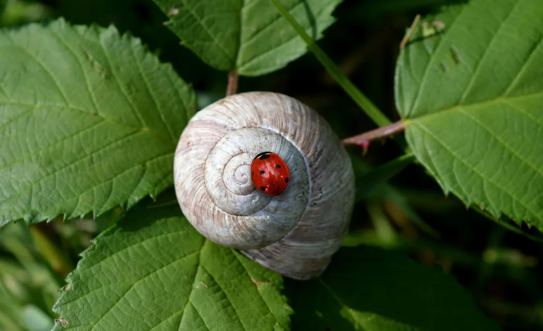 Lady Bird