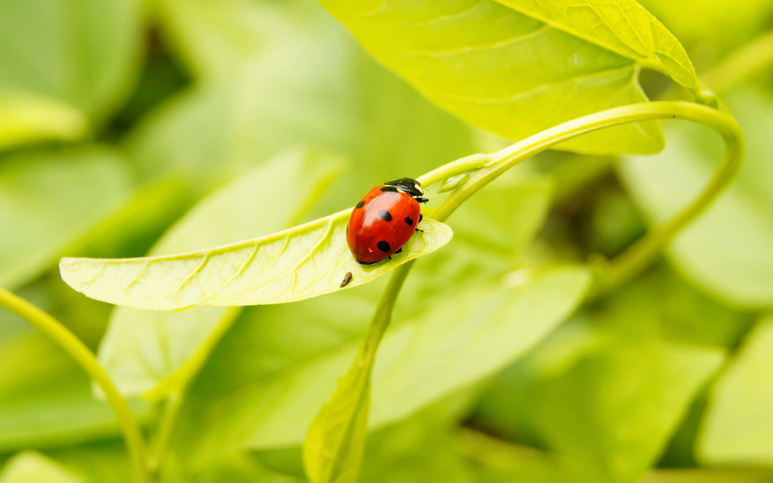 ladybird, green leaf, vibrant red, 2K Desktop Wallpaper