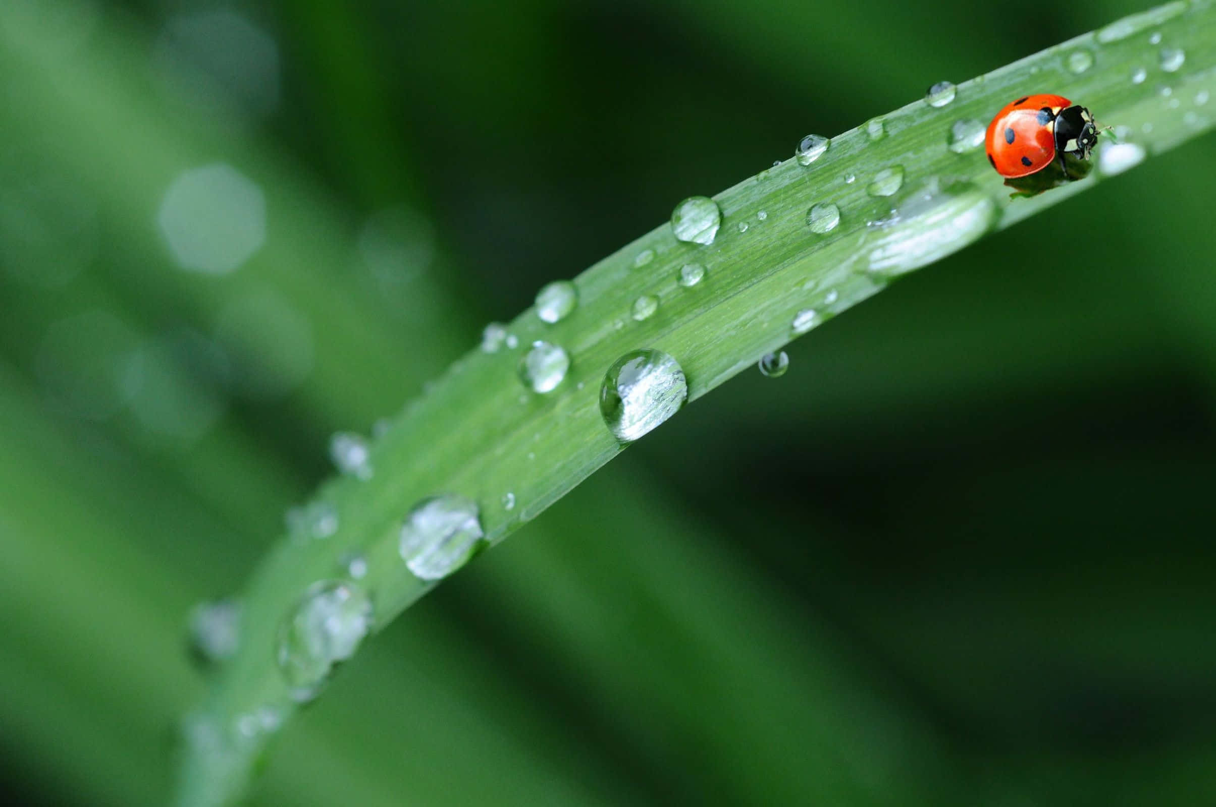 ladybird, dewy grass blade, red ladybug, Full HD Desktop Wallpaper